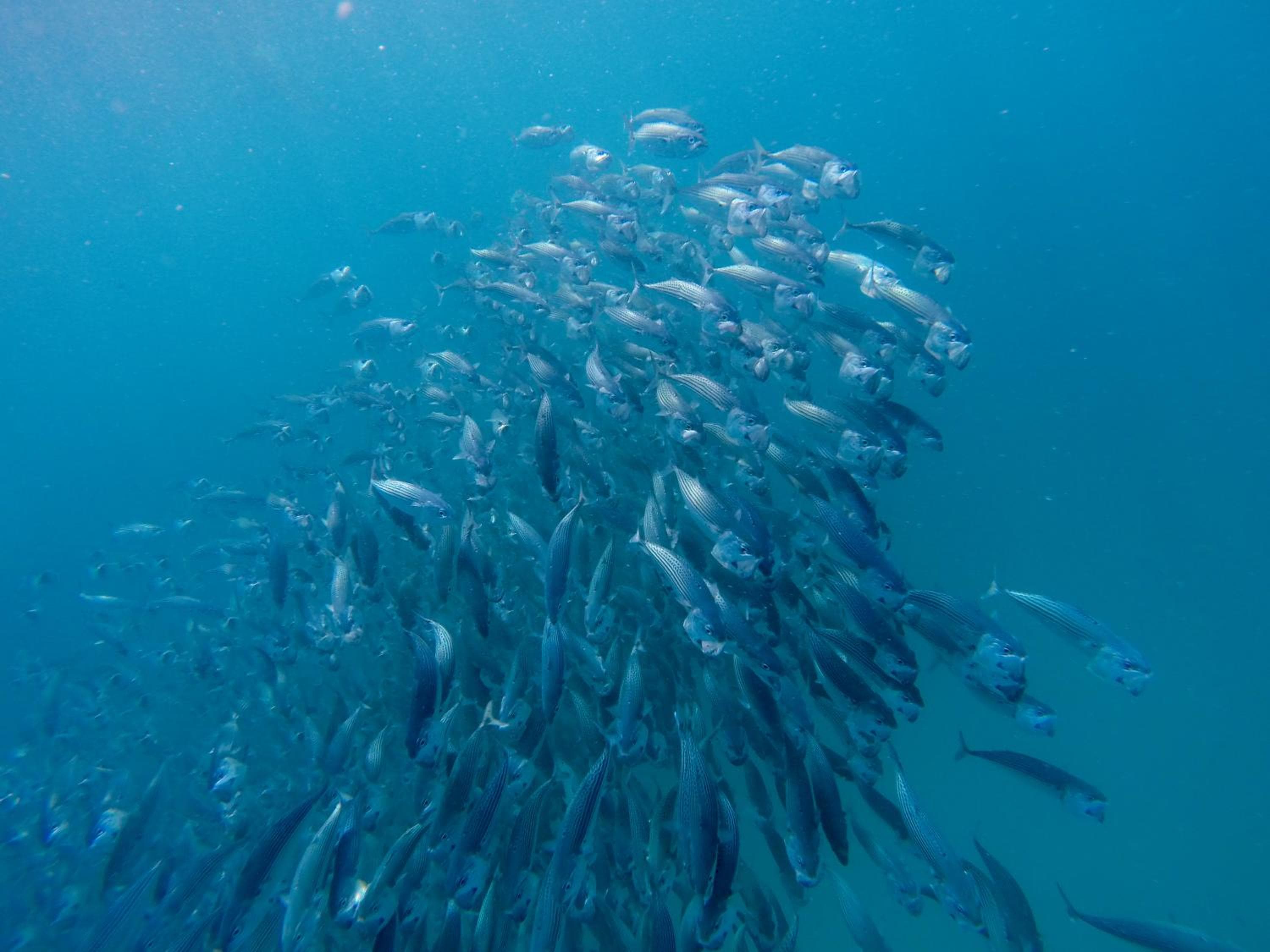 Aveyla Manta Village - View 71