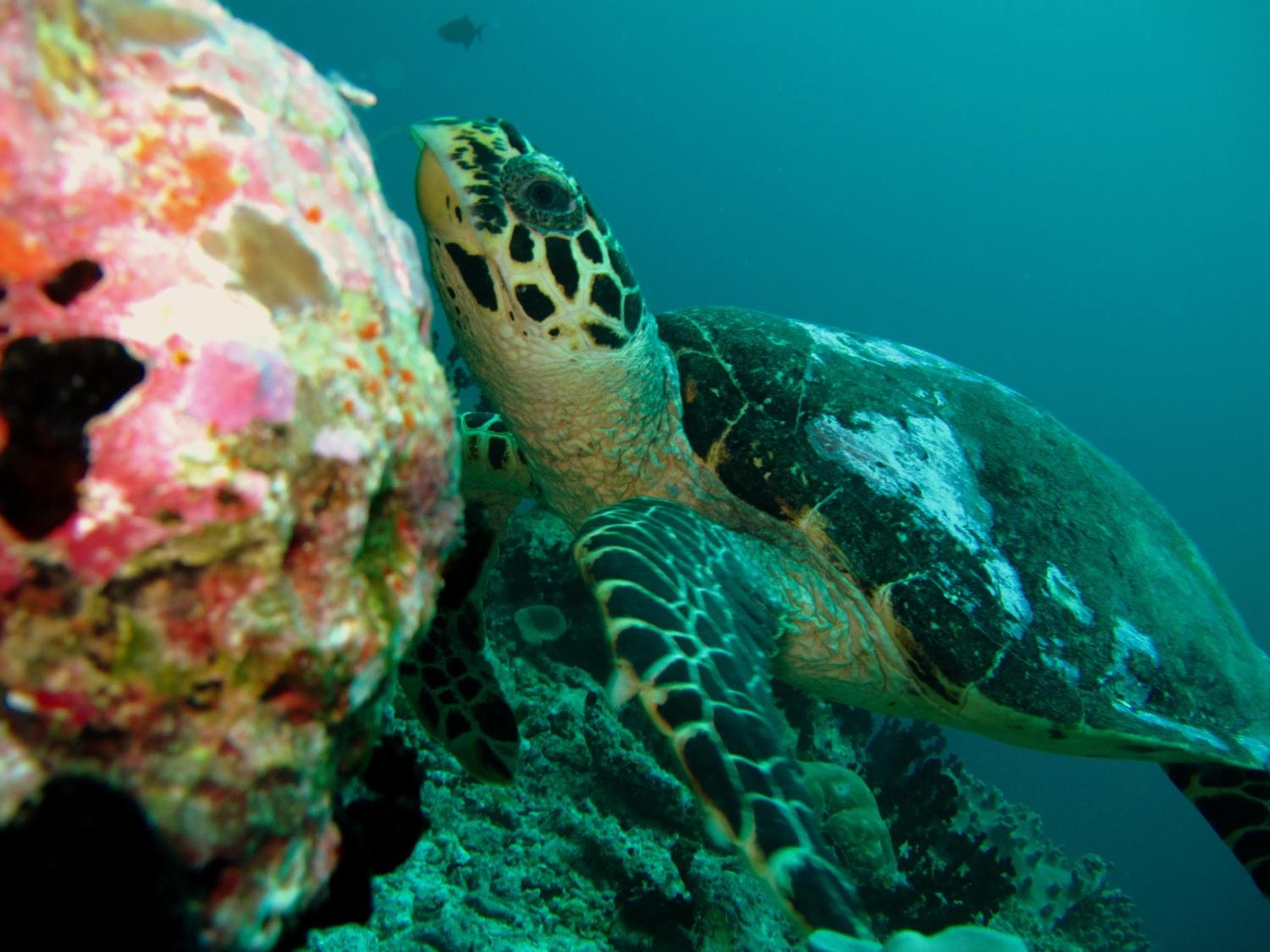 Eriyadu Island Resort - View 75