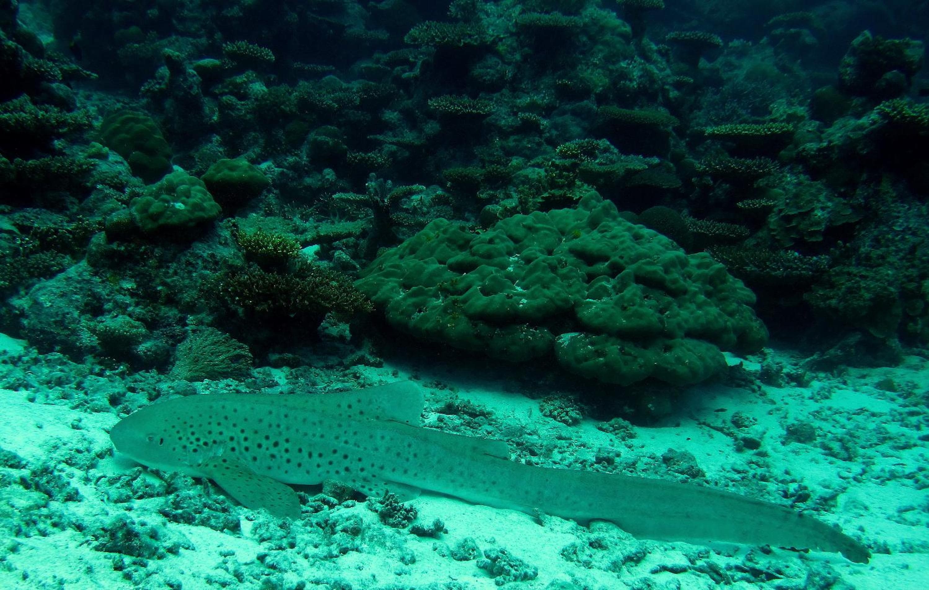 Eriyadu Island Resort - View 76