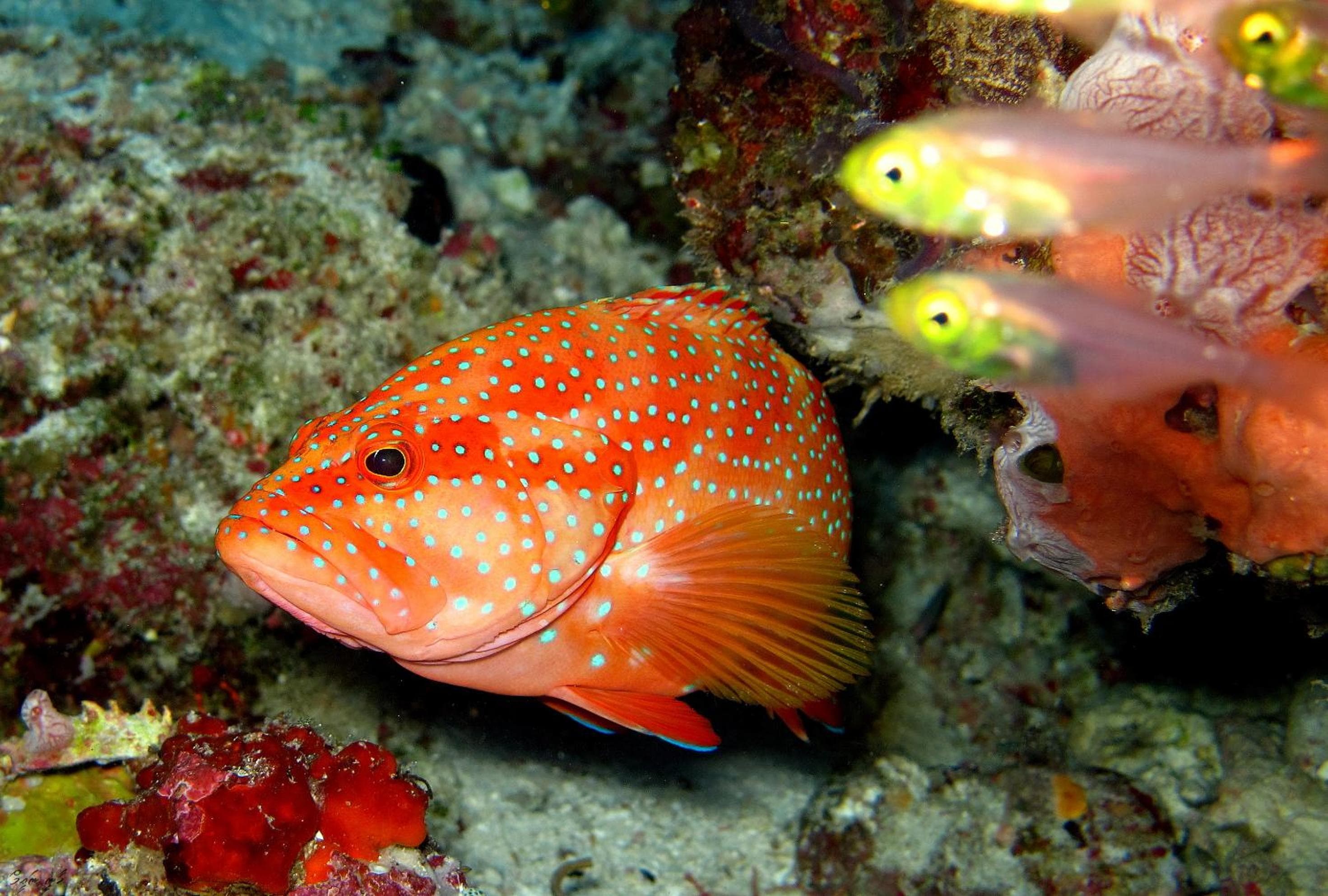 Eriyadu Island Resort - View 77