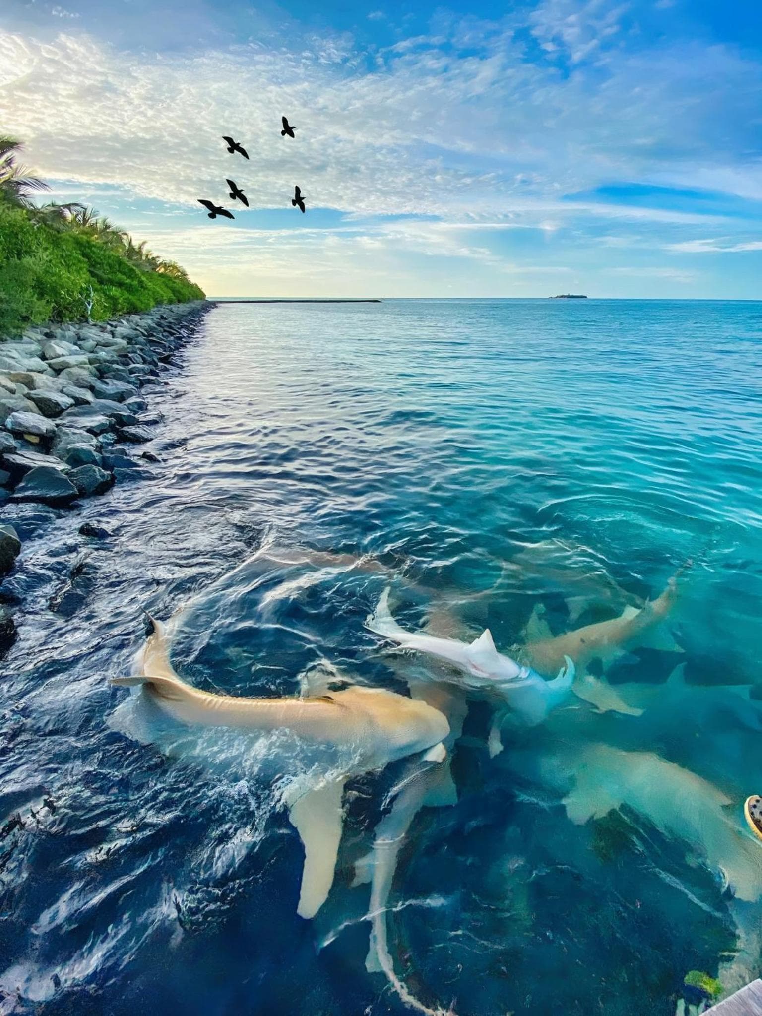 Aquatic Mathiveri - View 28