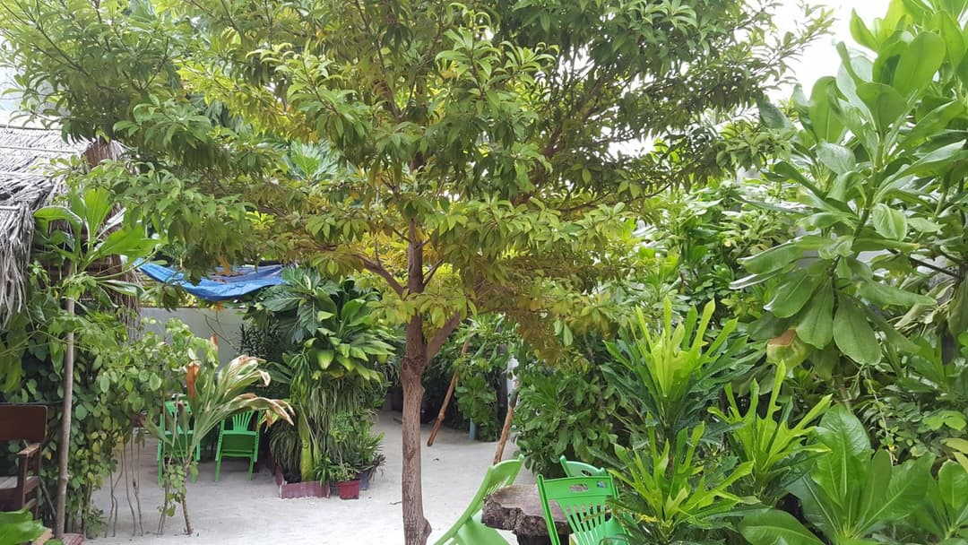 Maafushi View - View 56
