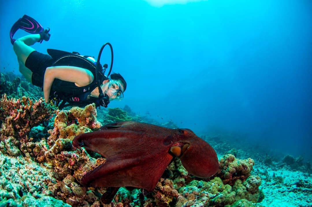 Dusit Thani Maldives - 50 percent off on Transfers for Stays of 5 Nights stay until 20 December 2026 - View 102