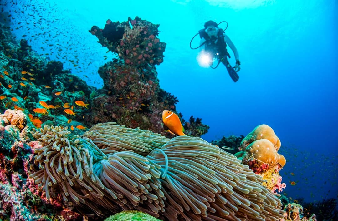 Dusit Thani Maldives - 50 percent off on Transfers for Stays of 5 Nights stay until 20 December 2026 - View 19