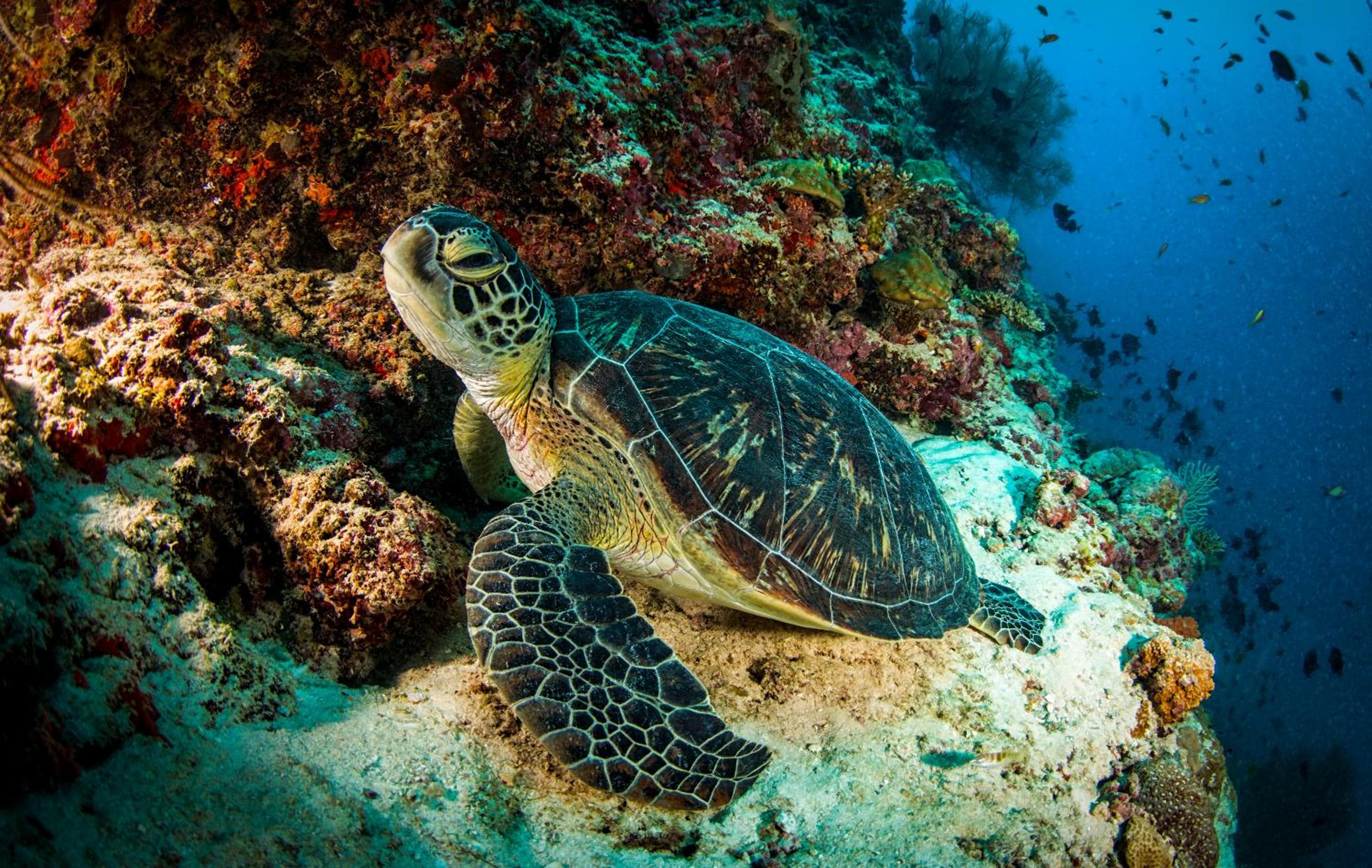 Dusit Thani Maldives - 50 percent discount on transfers for stays until 20 Dec 2025 - View 96