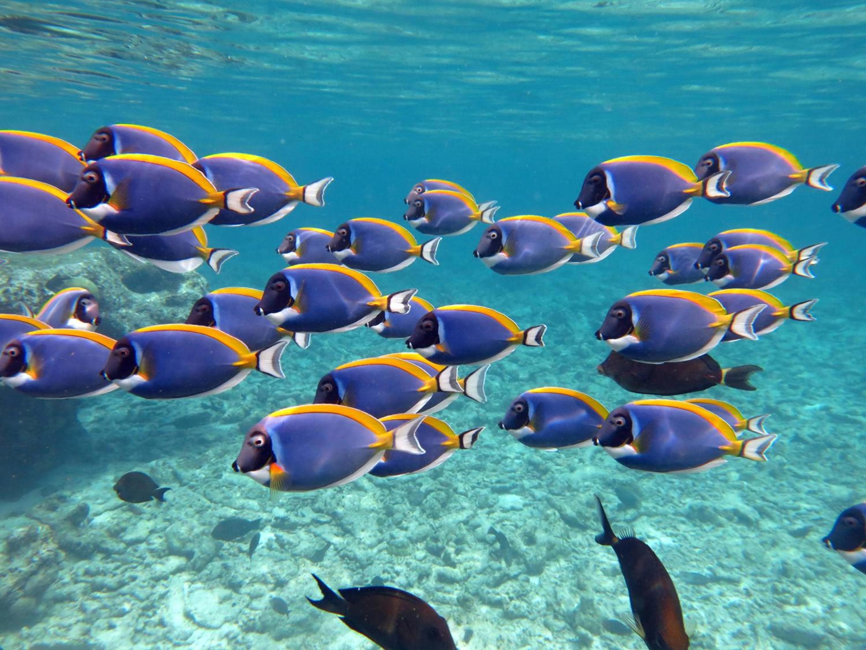 Four Seasons Resort Maldives at Kuda Huraa - View 61