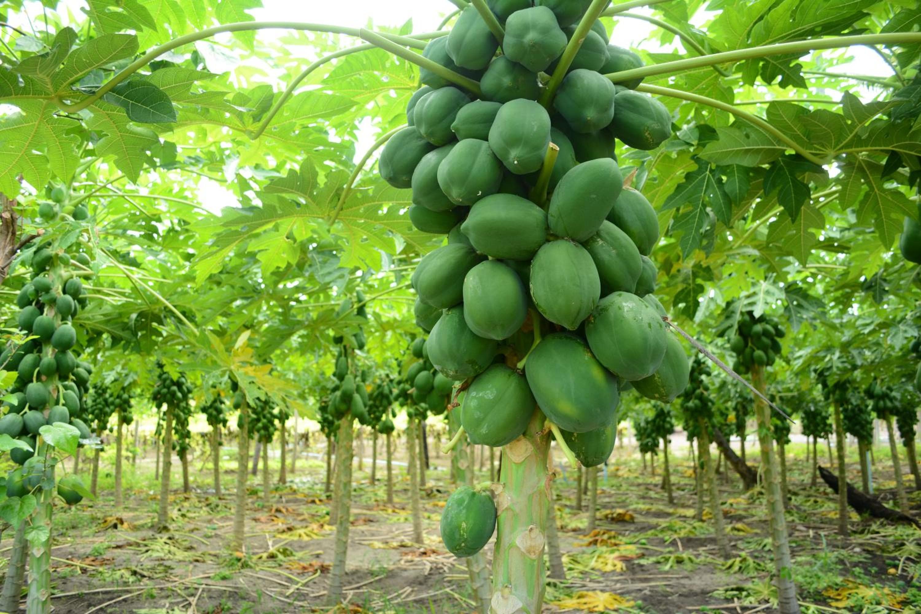 Alesara Guest House - View 82