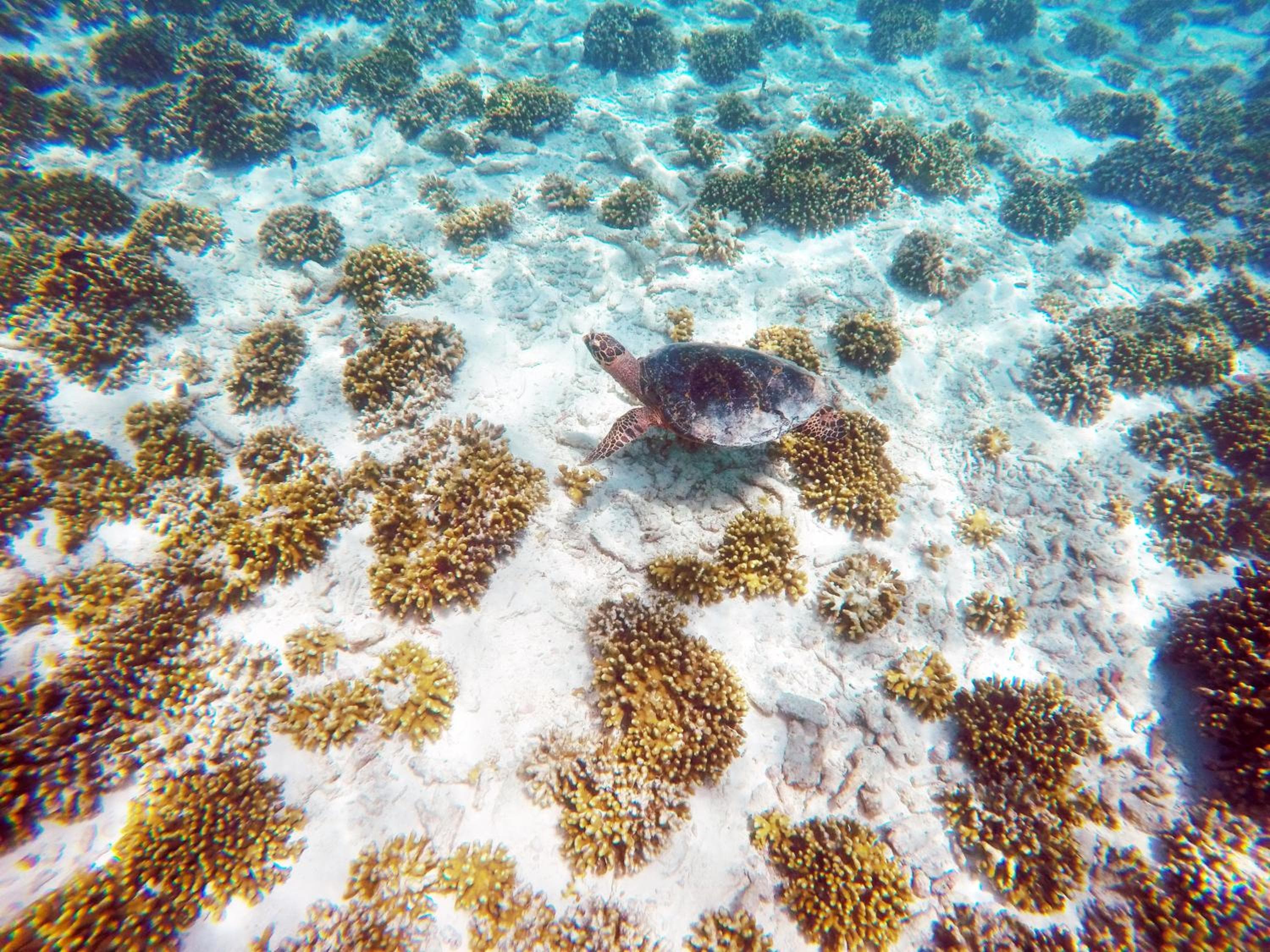 Holiday Cottage Thoddoo, Maldives - View 15