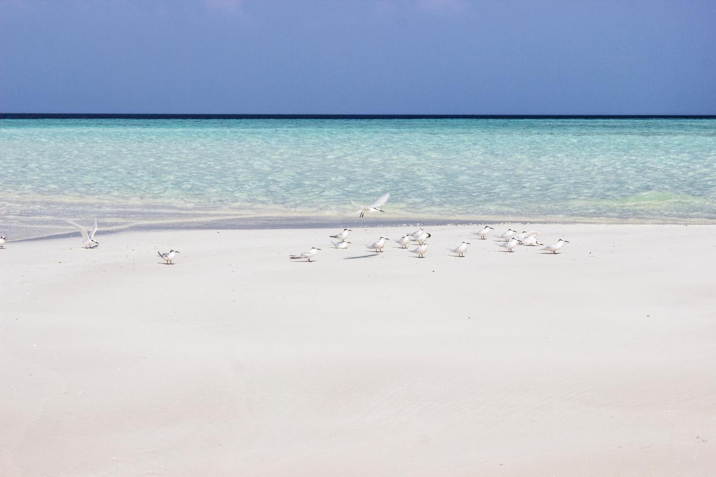 Holiday Cottage Thoddoo, Maldives - View 8