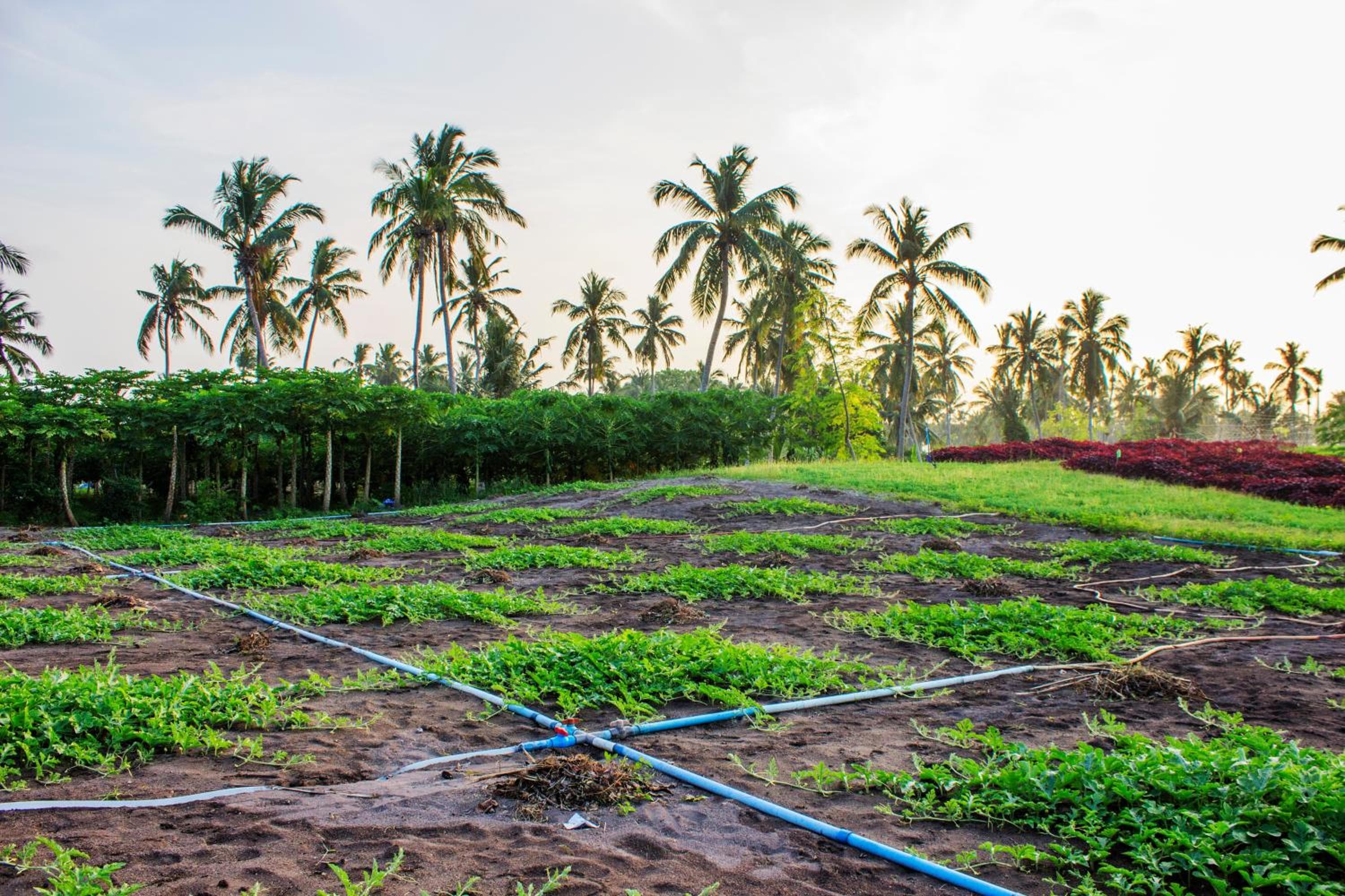 Holiday Cottage Thoddoo, Maldives - View 59