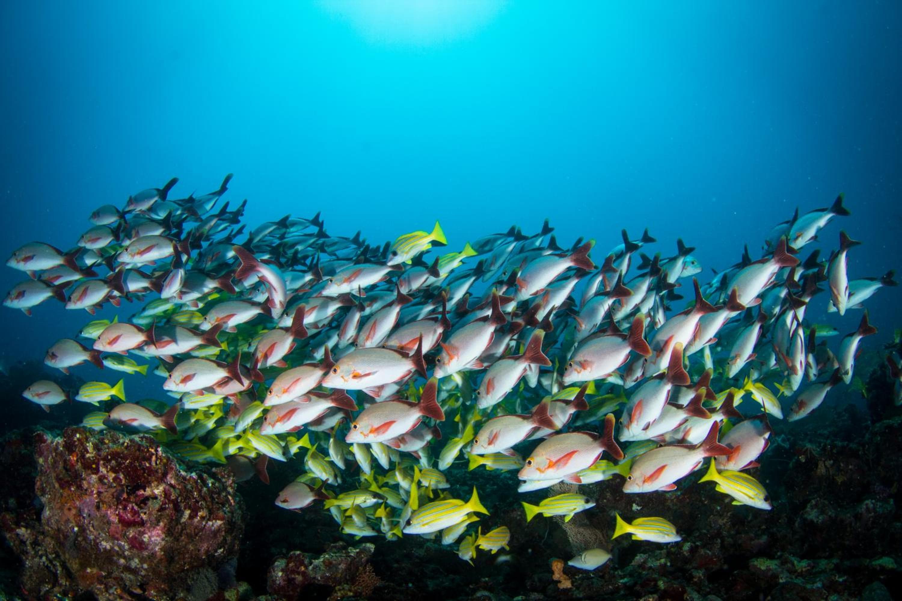 Boutique Beach All Inclusive Diving Hotel - View 23