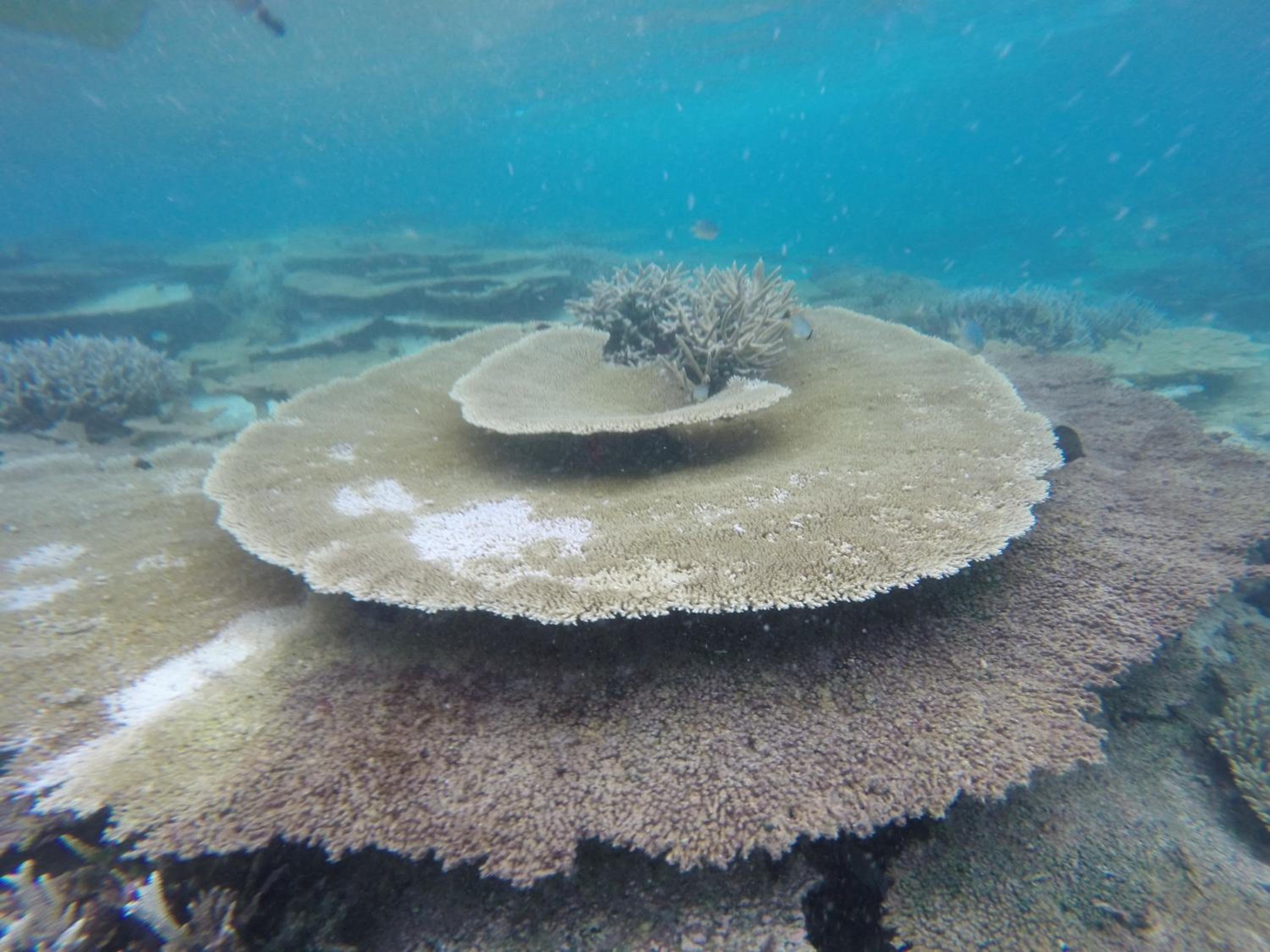 Holiday Haven Ukulhas - View 73