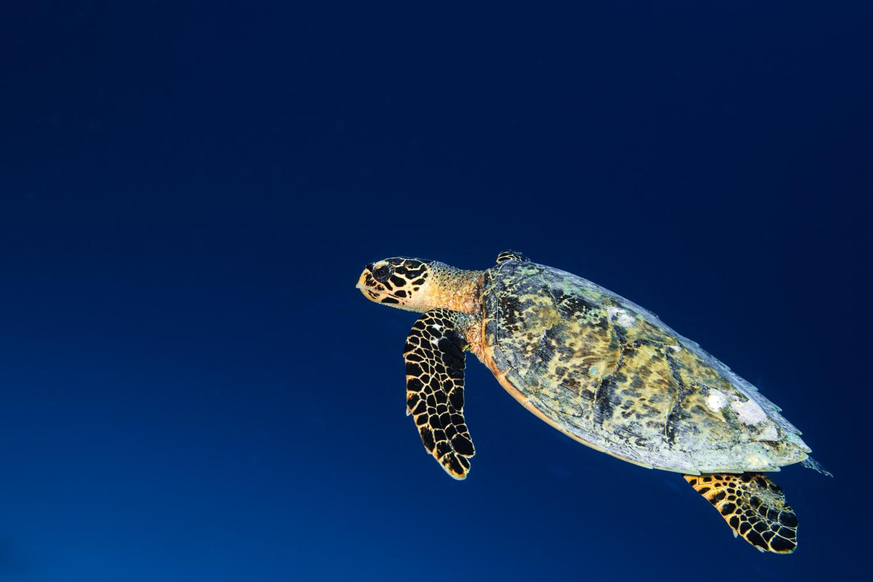 Six Senses Laamu - View 67