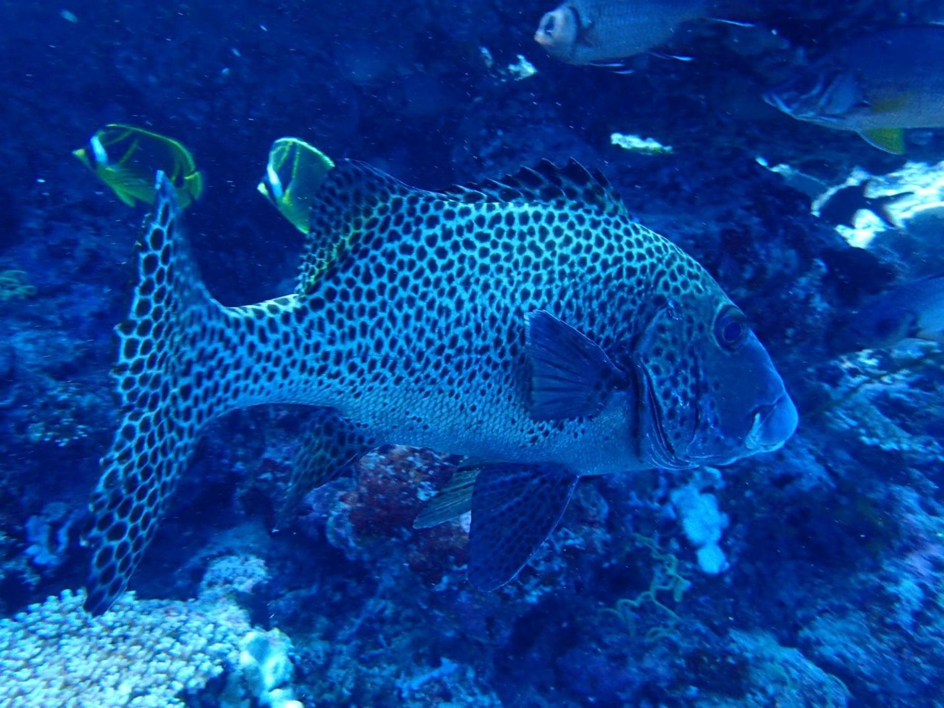 The Sunrise Huraa - View 86