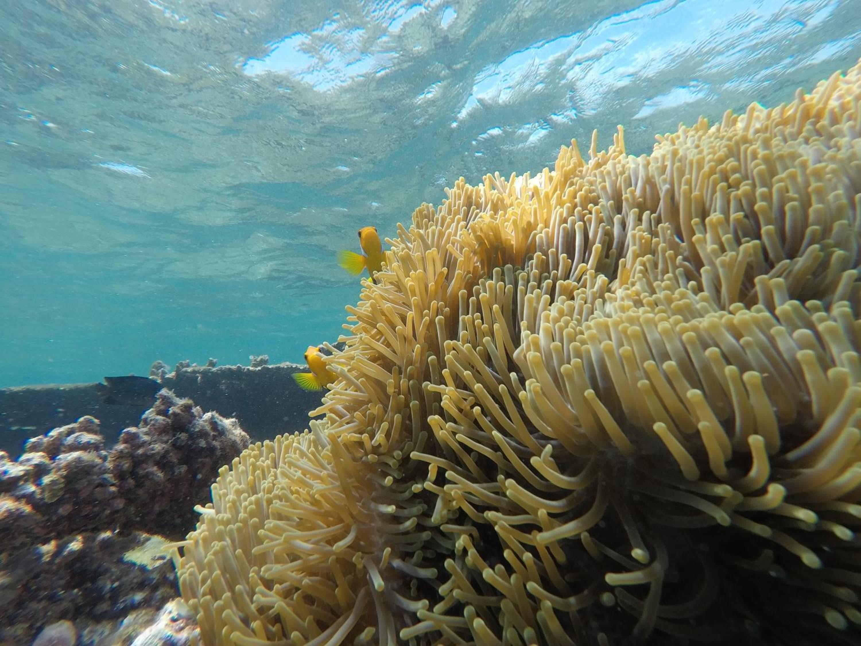 Holiday Haven Ukulhas - View 101