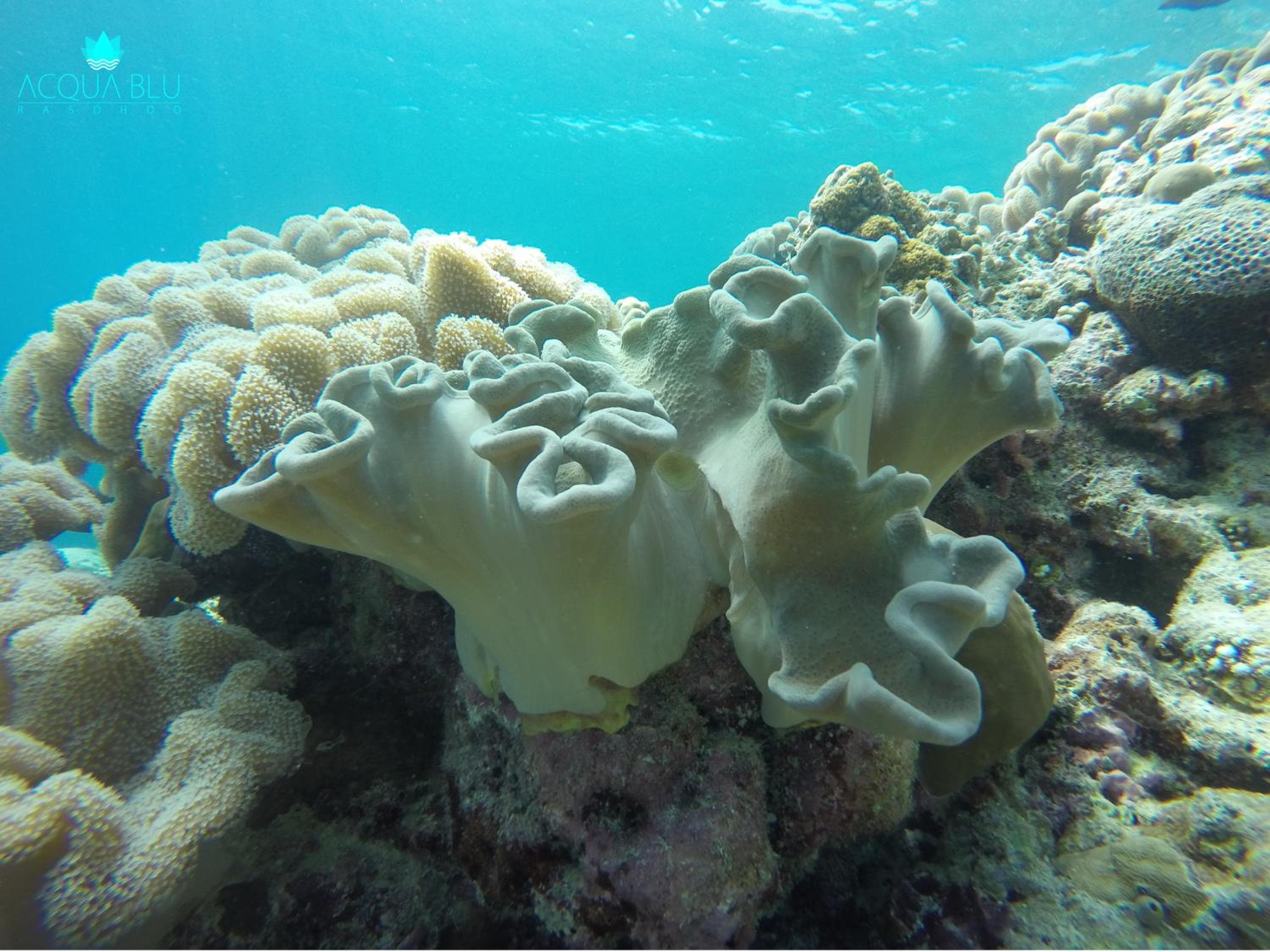 Acqua Blu Rasdhoo - View 31