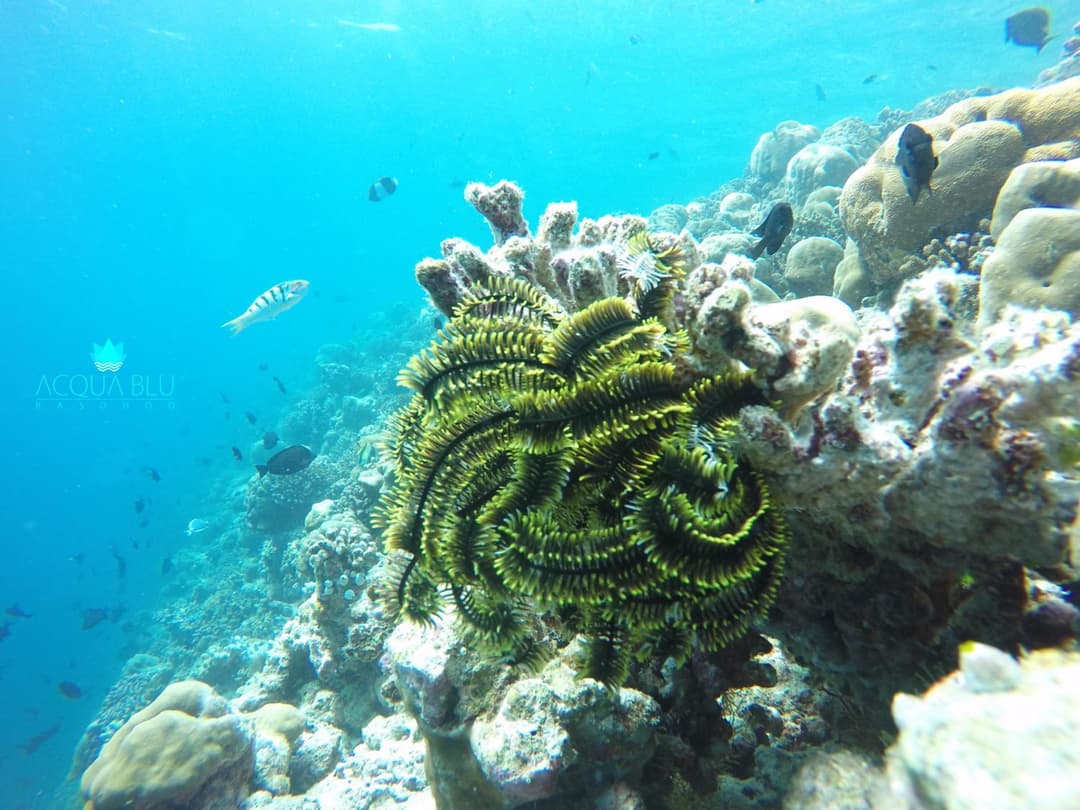 Acqua Blu Rasdhoo - View 97