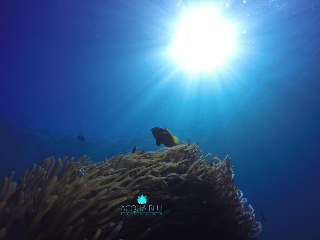 Acqua Blu Rasdhoo - View 88