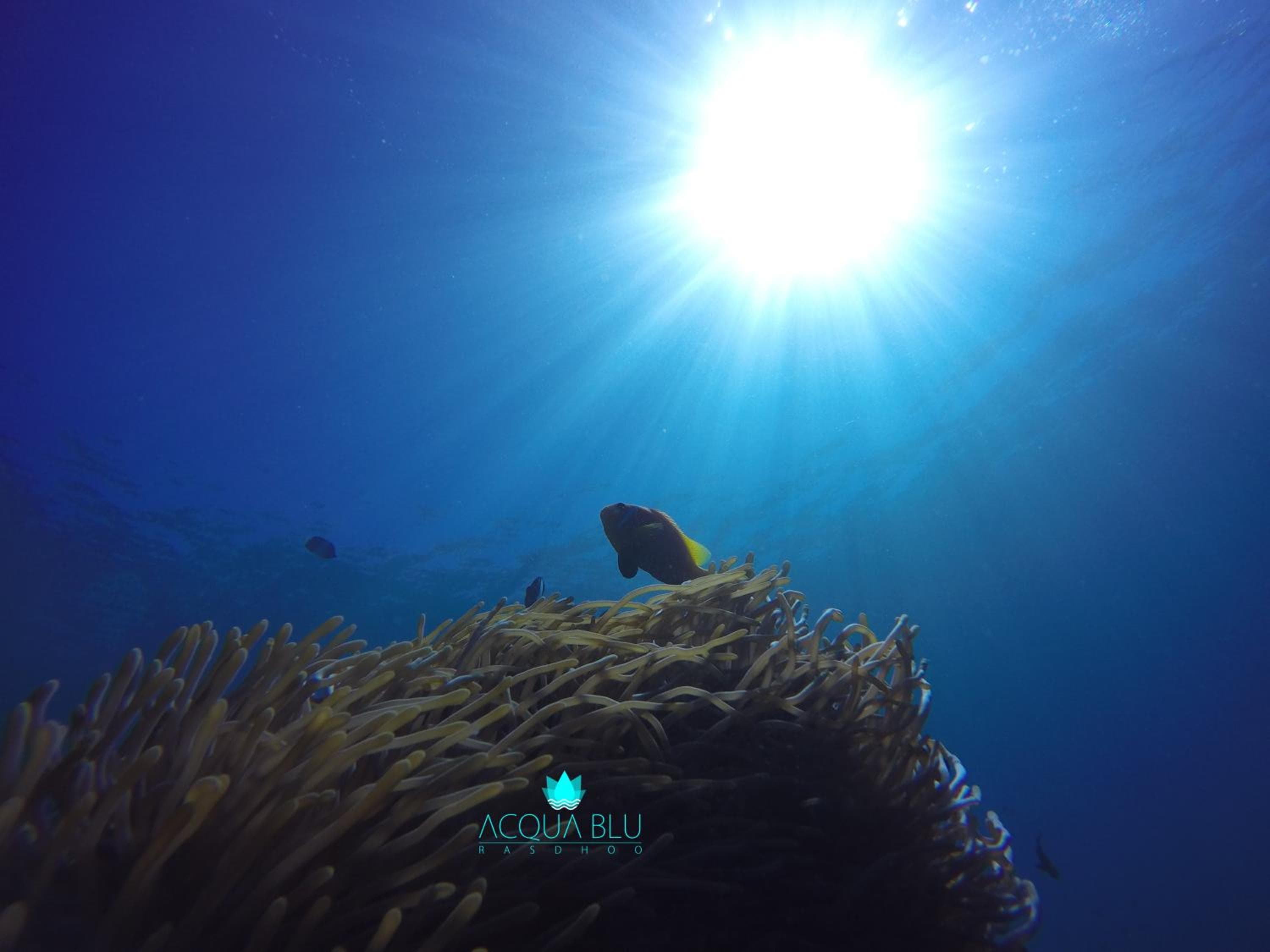 Acqua Blu Rasdhoo - View 41