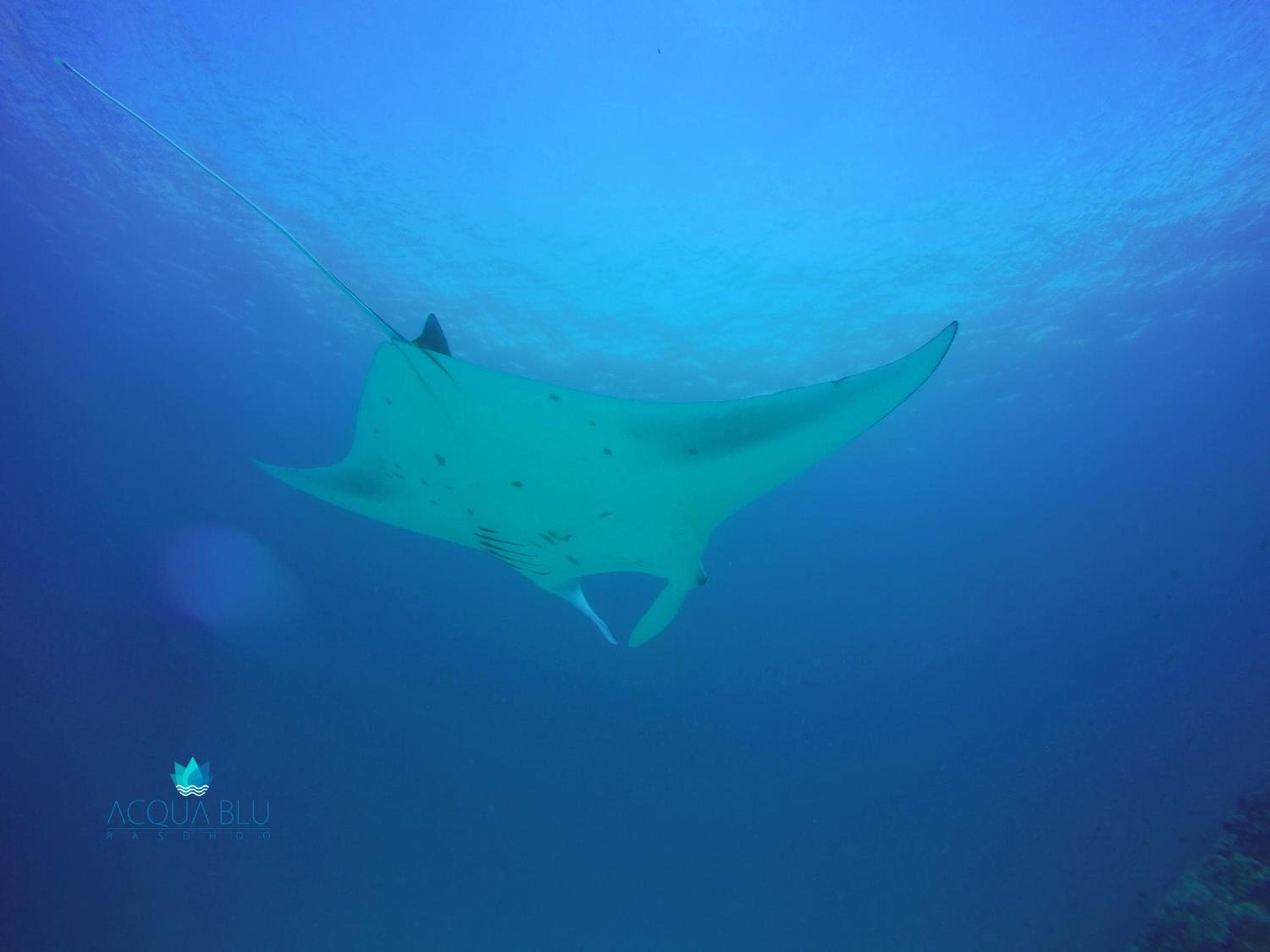 Acqua Blu Rasdhoo - View 29