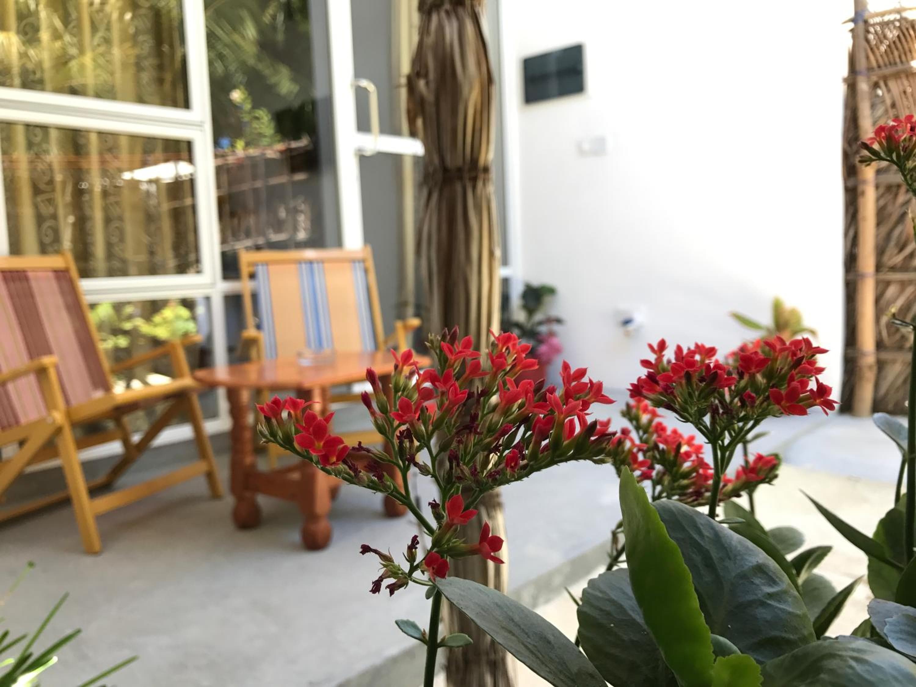 Palm Garden - View 23