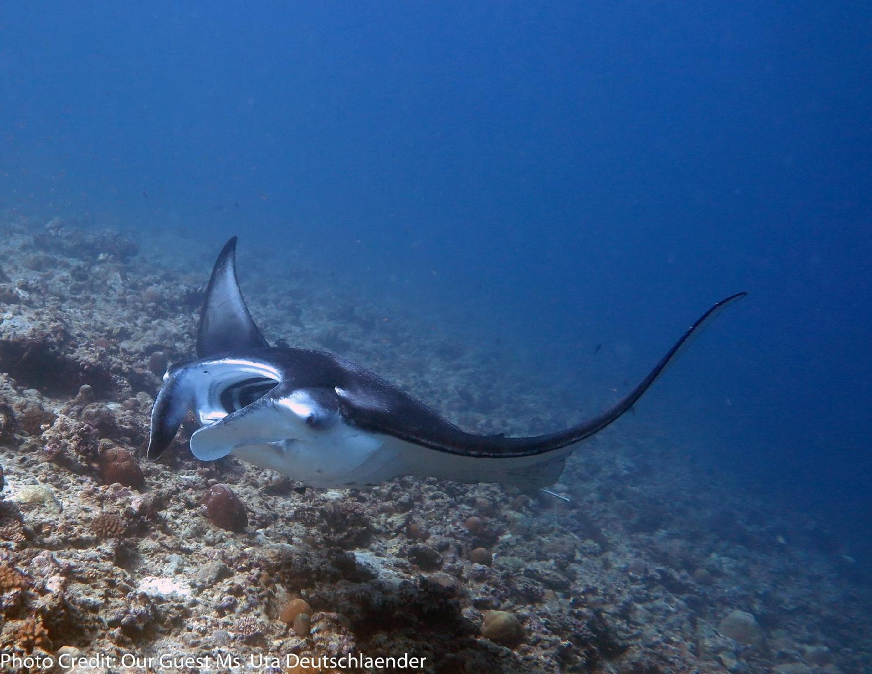 Boutique Beach All Inclusive Diving Hotel - View 18