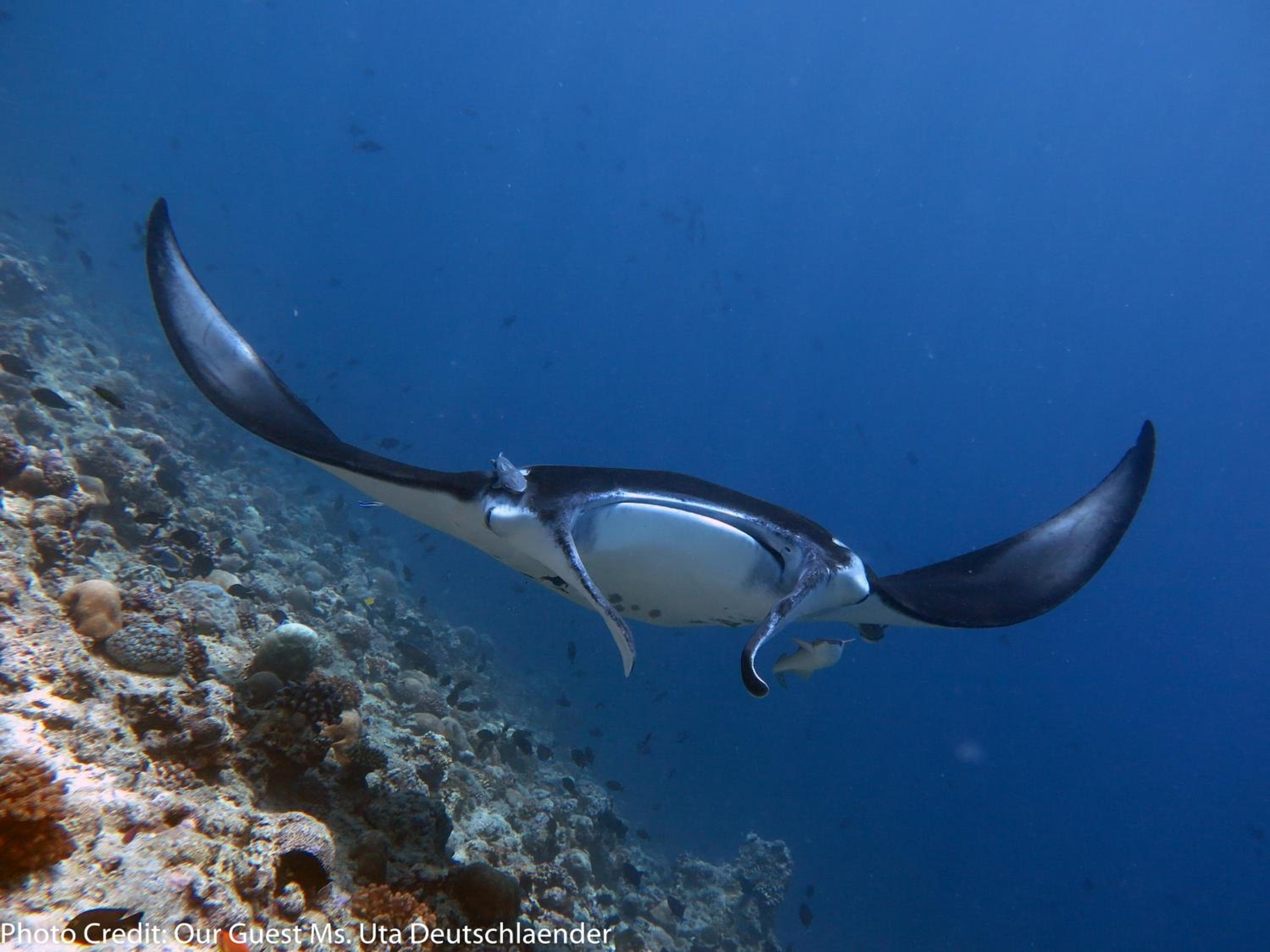 Boutique Beach All Inclusive Diving Hotel - View 3