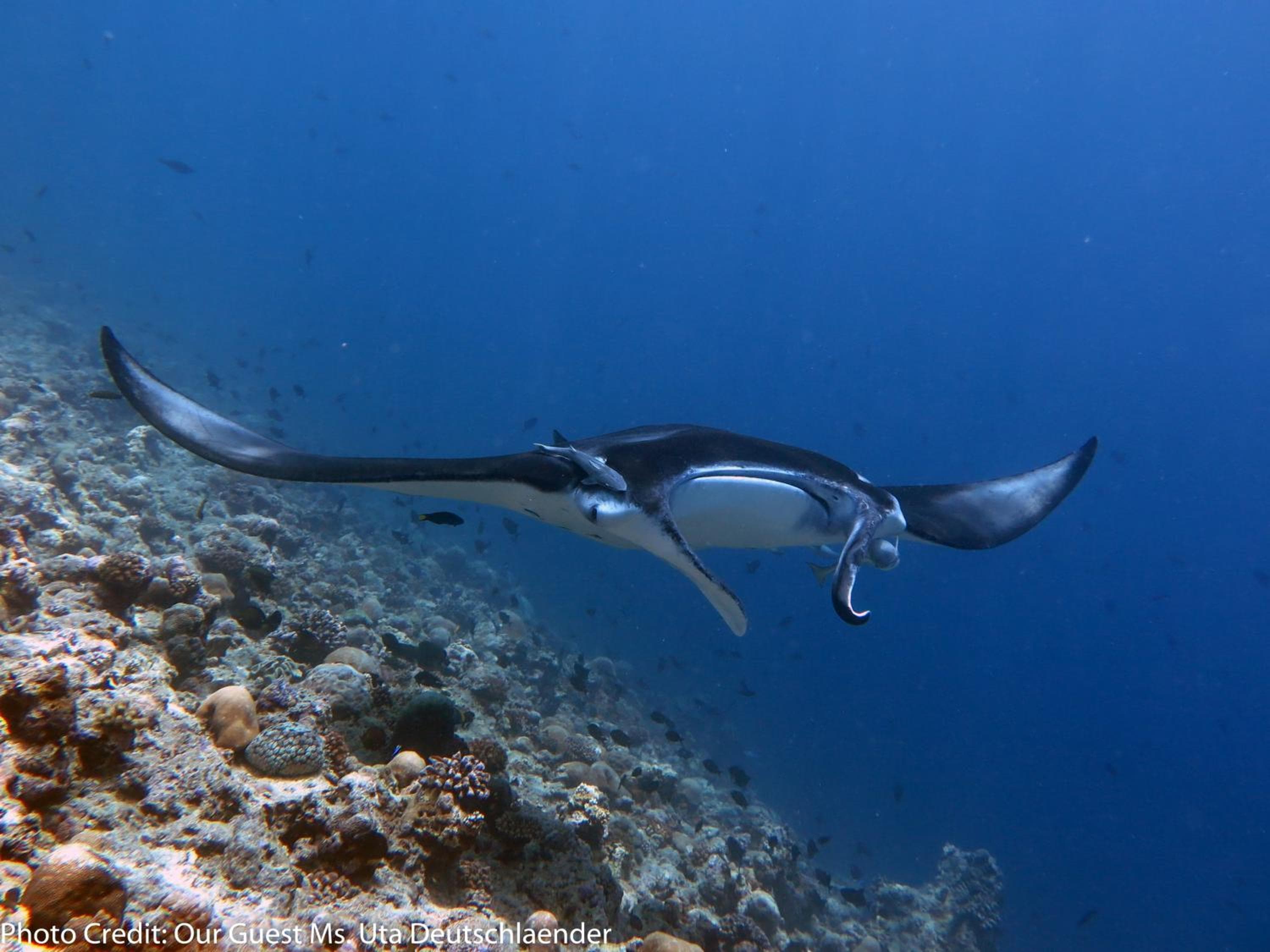 Boutique Beach All Inclusive Diving Hotel - View 20