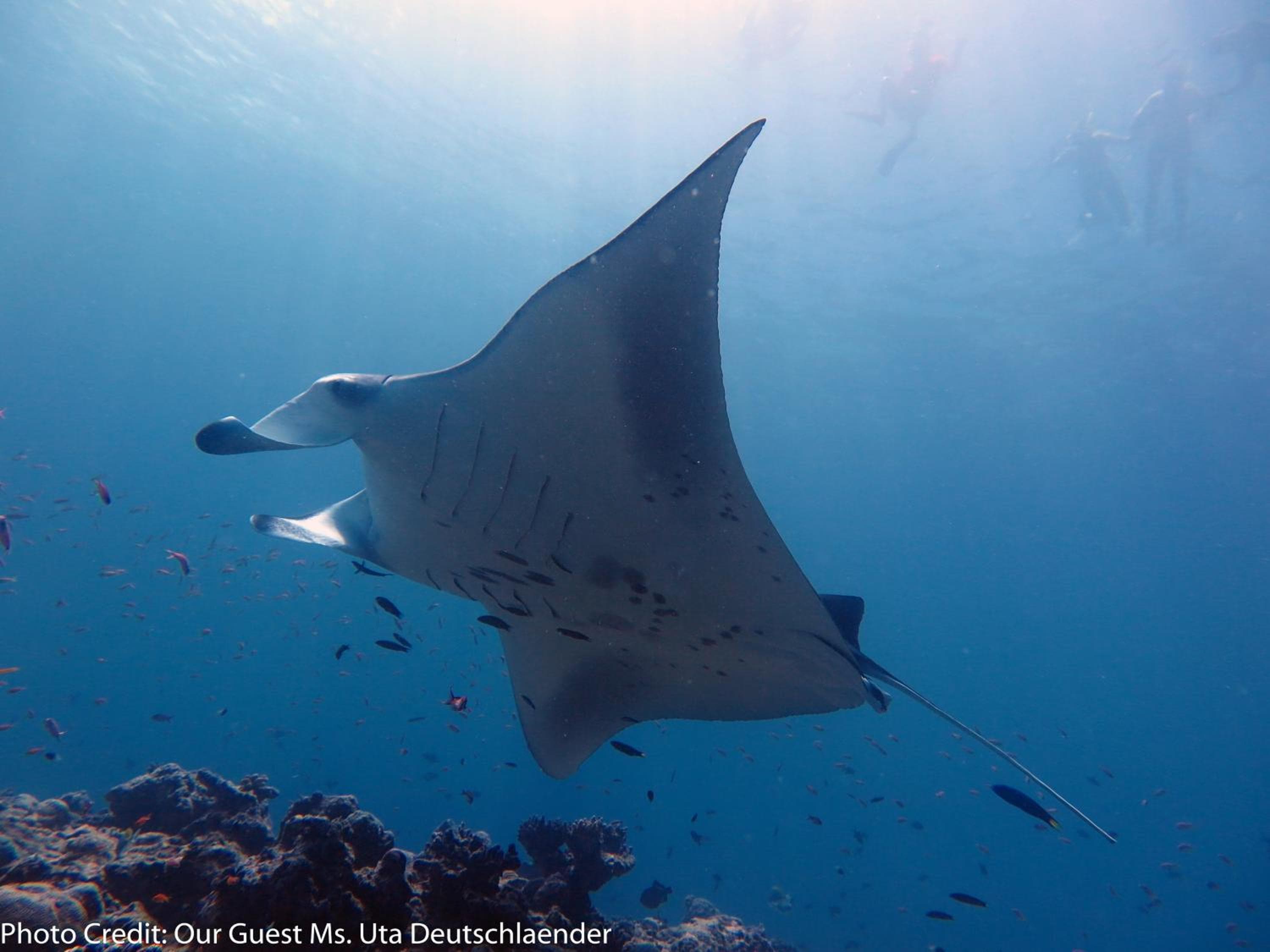 Boutique Beach All Inclusive Diving Hotel - View 19