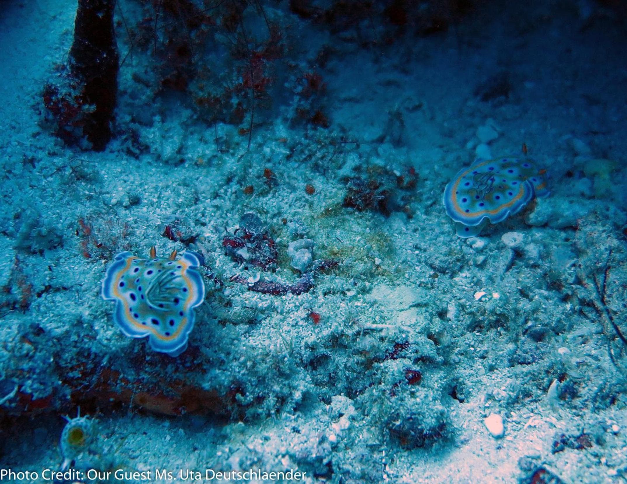 Boutique Beach All Inclusive Diving Hotel - View 22