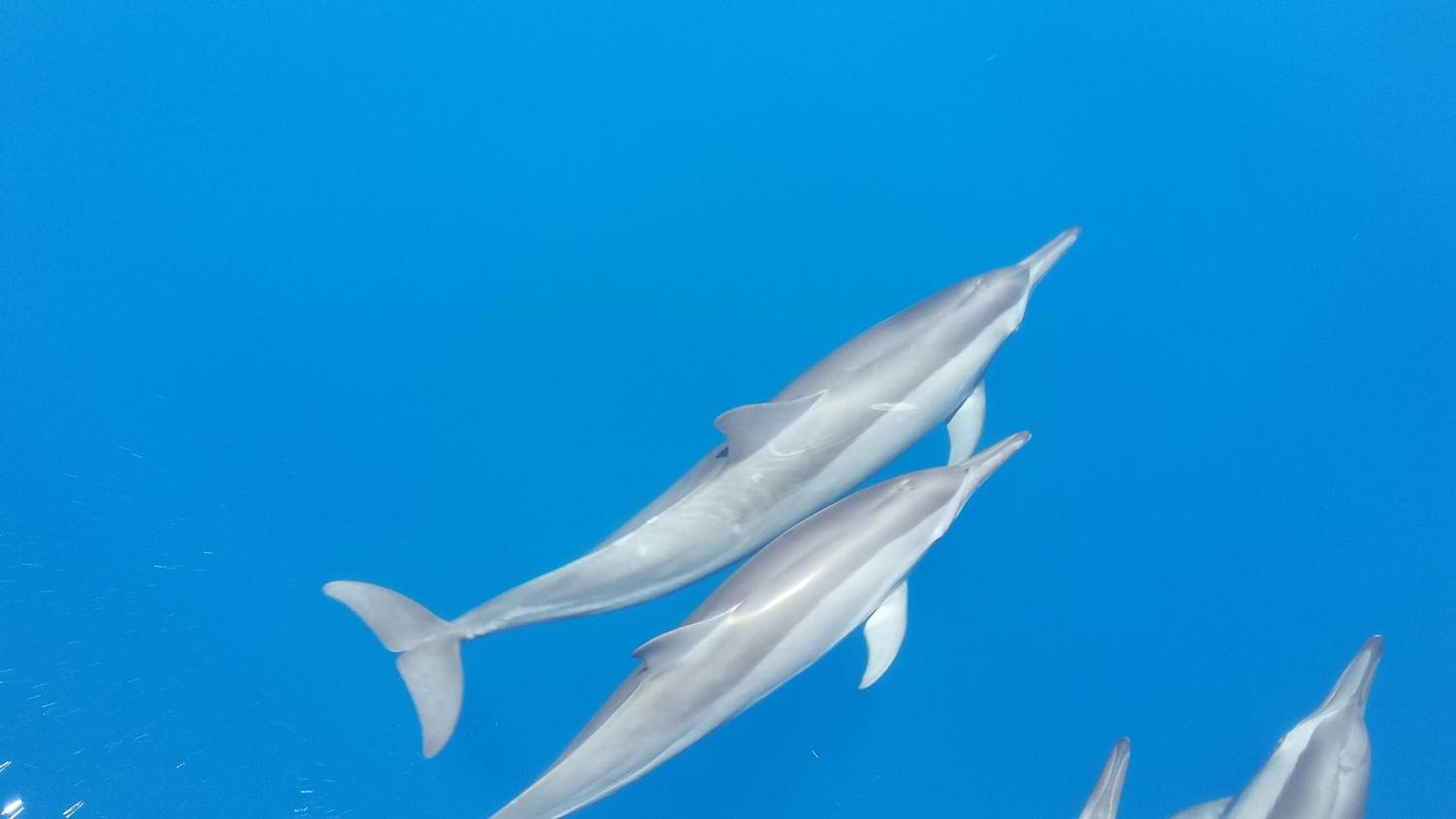 Canareef Resort Maldives - View 176