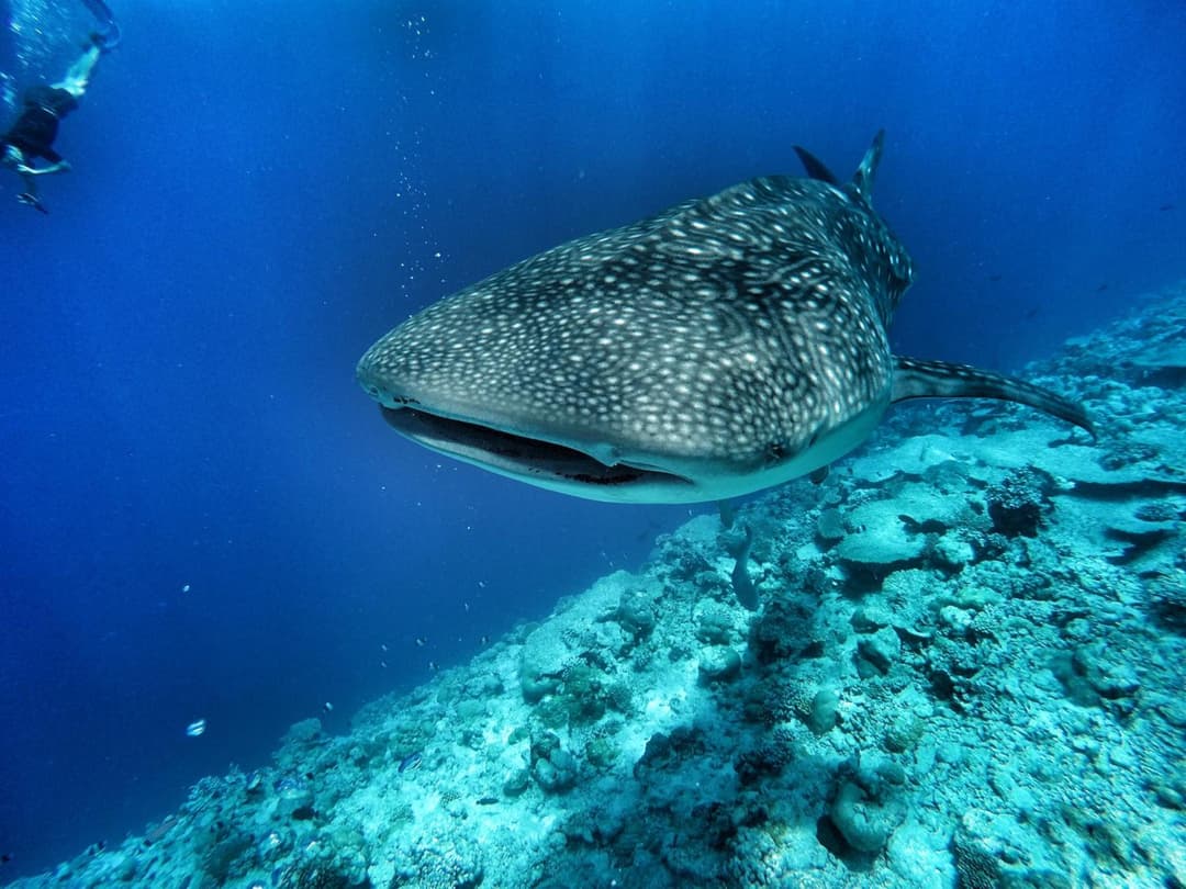 Athiri Beach Maldives - View 2