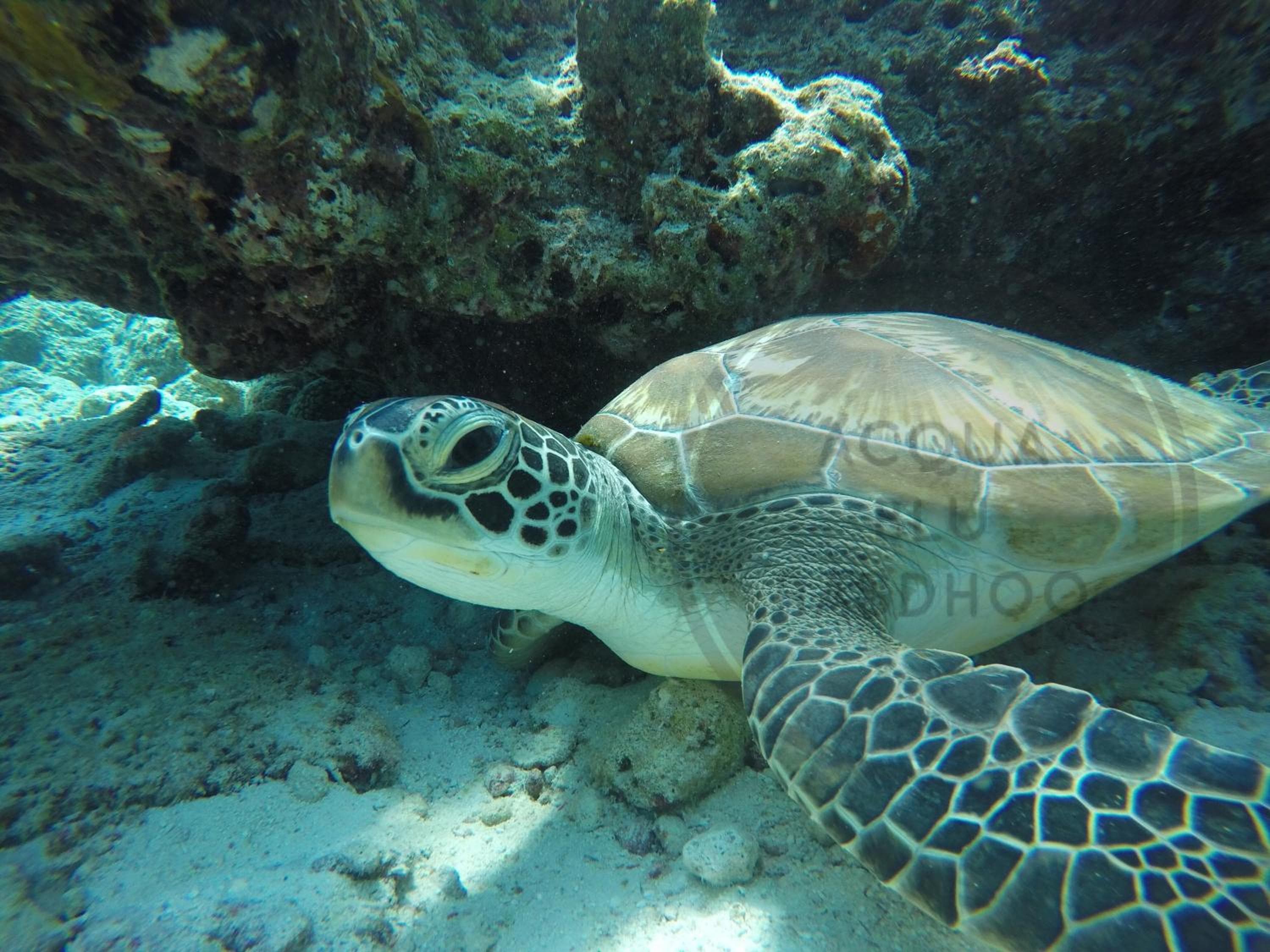 Acqua Blu Rasdhoo - View 79