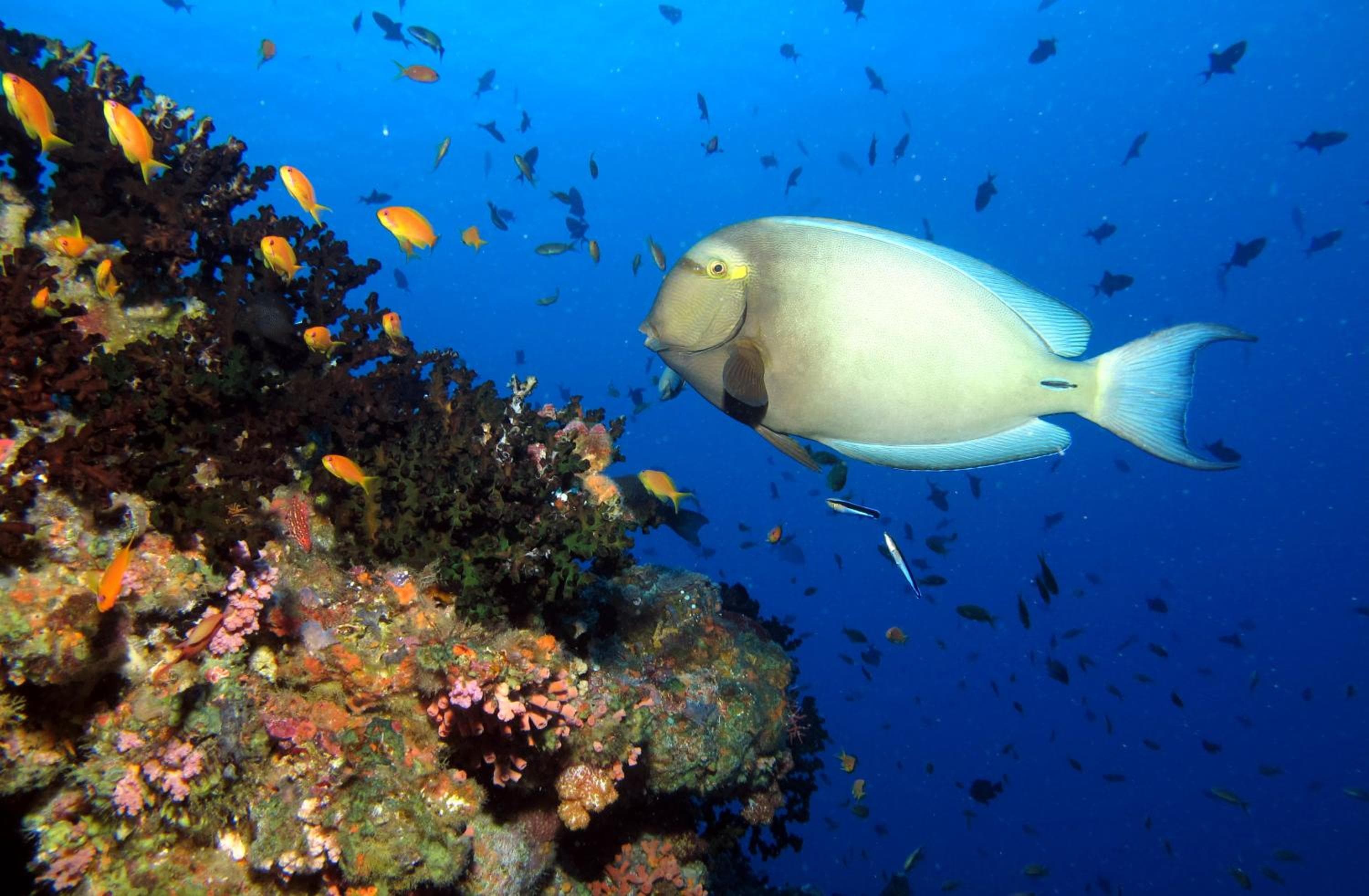 Kandima Maldives - View 87