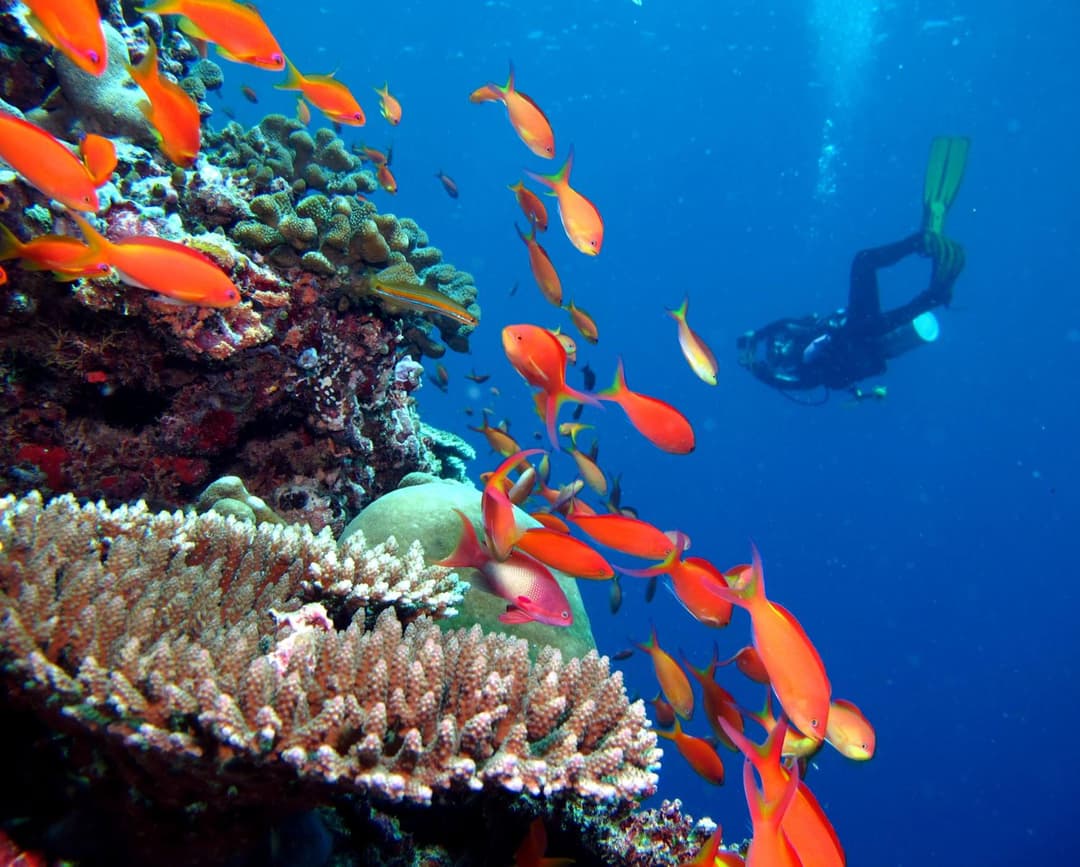 Kandima Maldives - 50 Percent Off Return Domestic Flights for stays of 4 nights or more between 11th April 2026 to 31st October 2026 - View 45