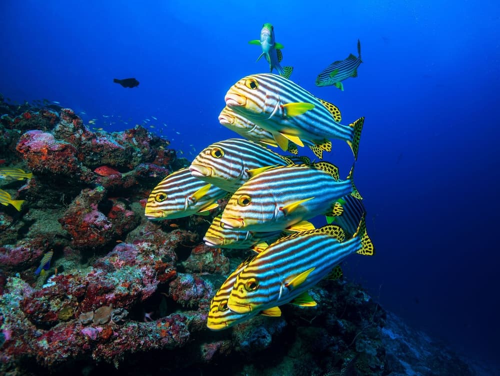 BB Island House Dhigurah - View 30