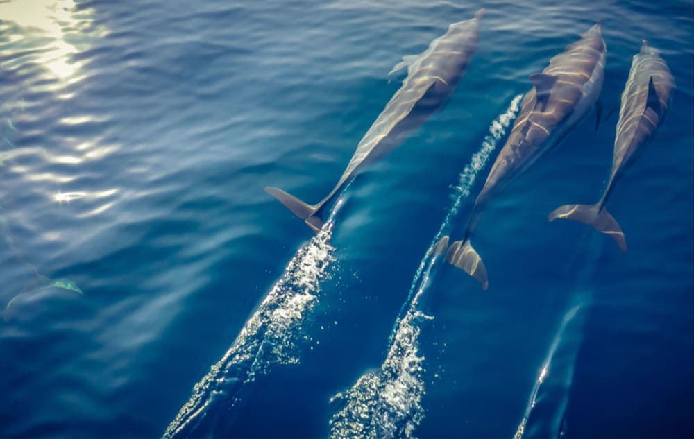 Hurawalhi Island Resort - View 44