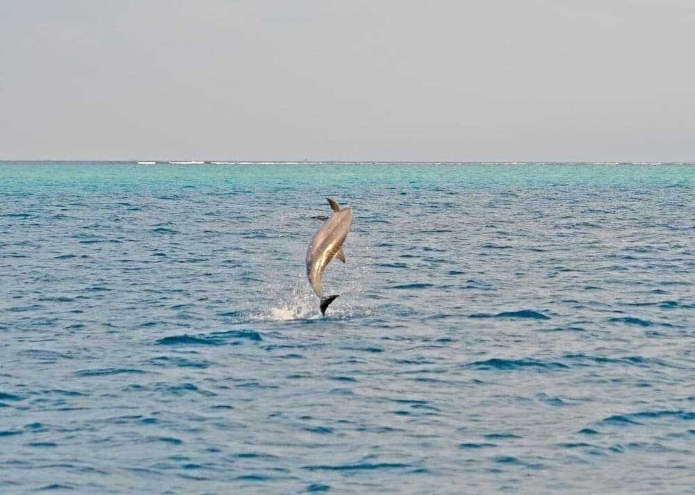 Ocean Village Maldives - View 25