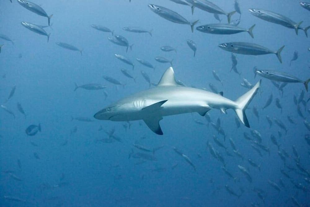 South Ari Inn - View 27