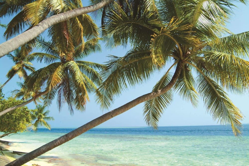 Biyadhoo Island Resort - View 51