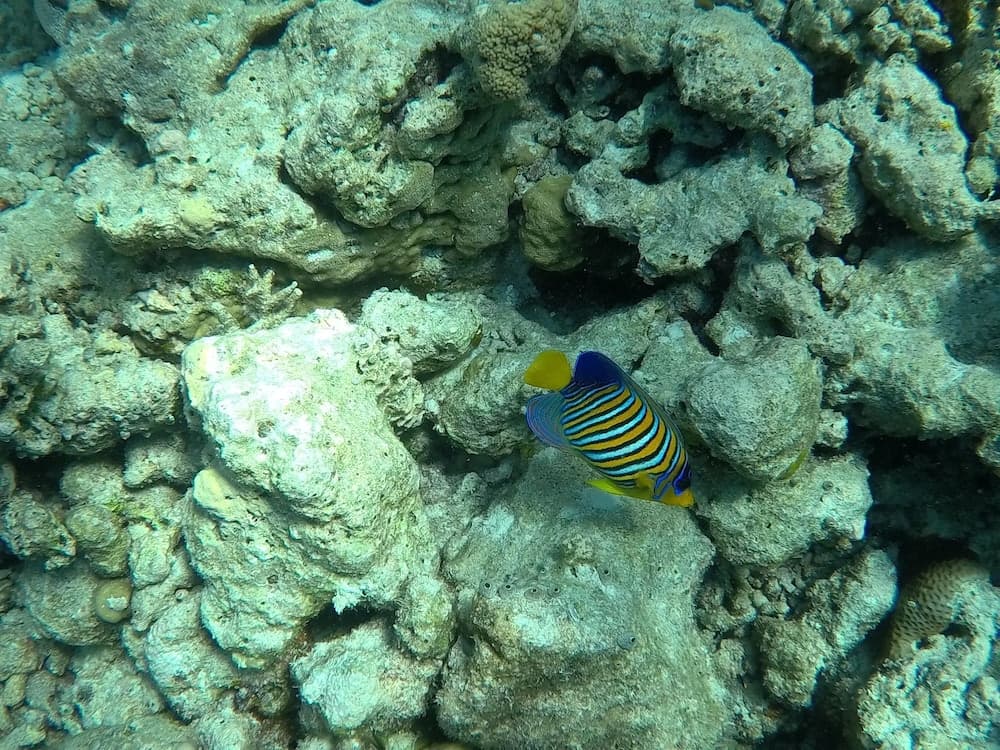Hudhu Raakani Lodge - View 14