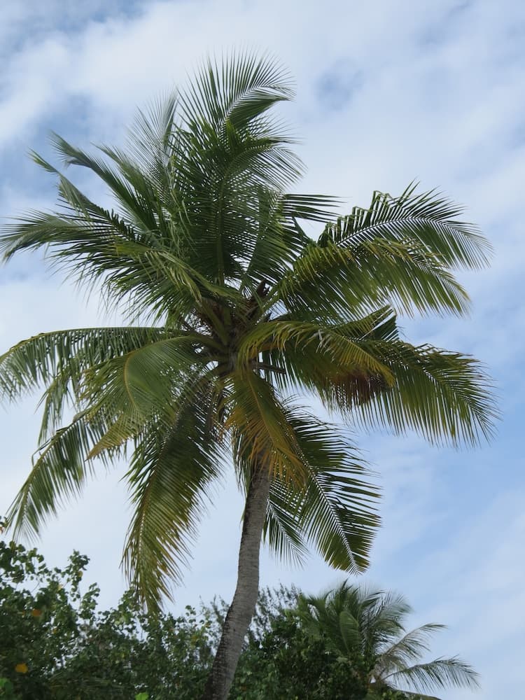 Smera Grand - View 30