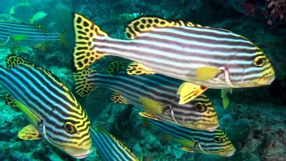 South Ari Inn - View 26