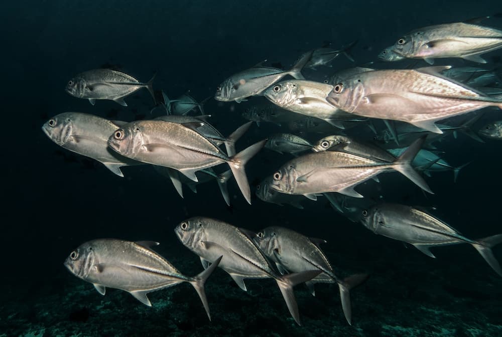 Global Residence - View 30