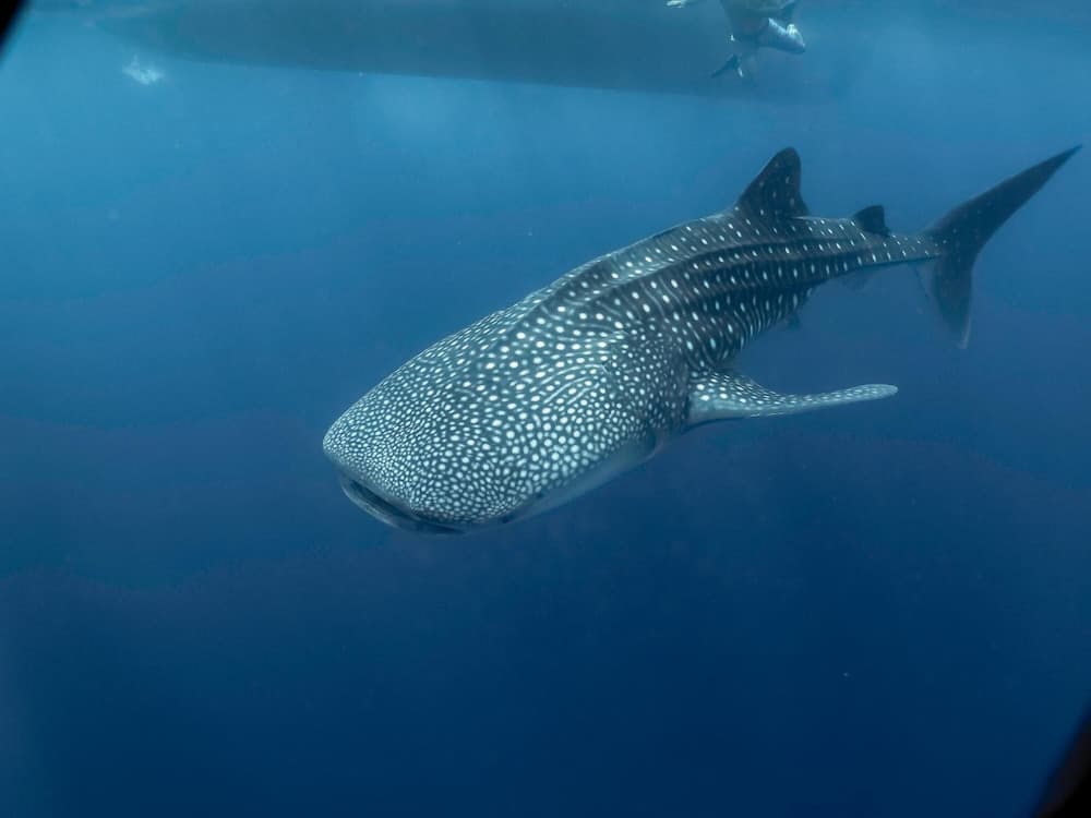 White Sand Dhigurah - View 6