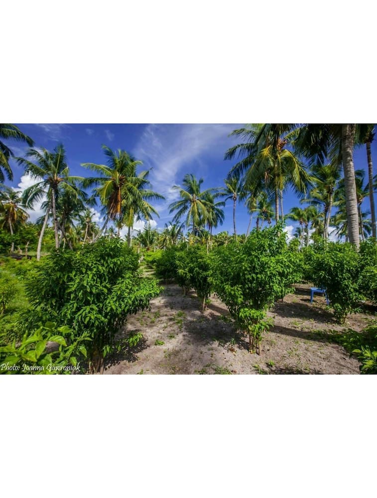 Thoddoo Beach View by Vista - View 25