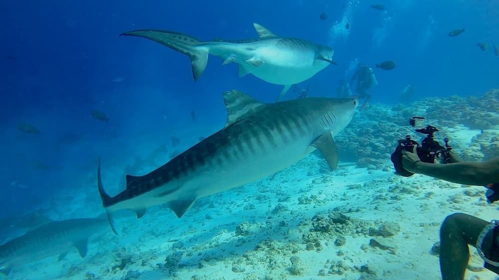 Tiger Shark Residence - View 32