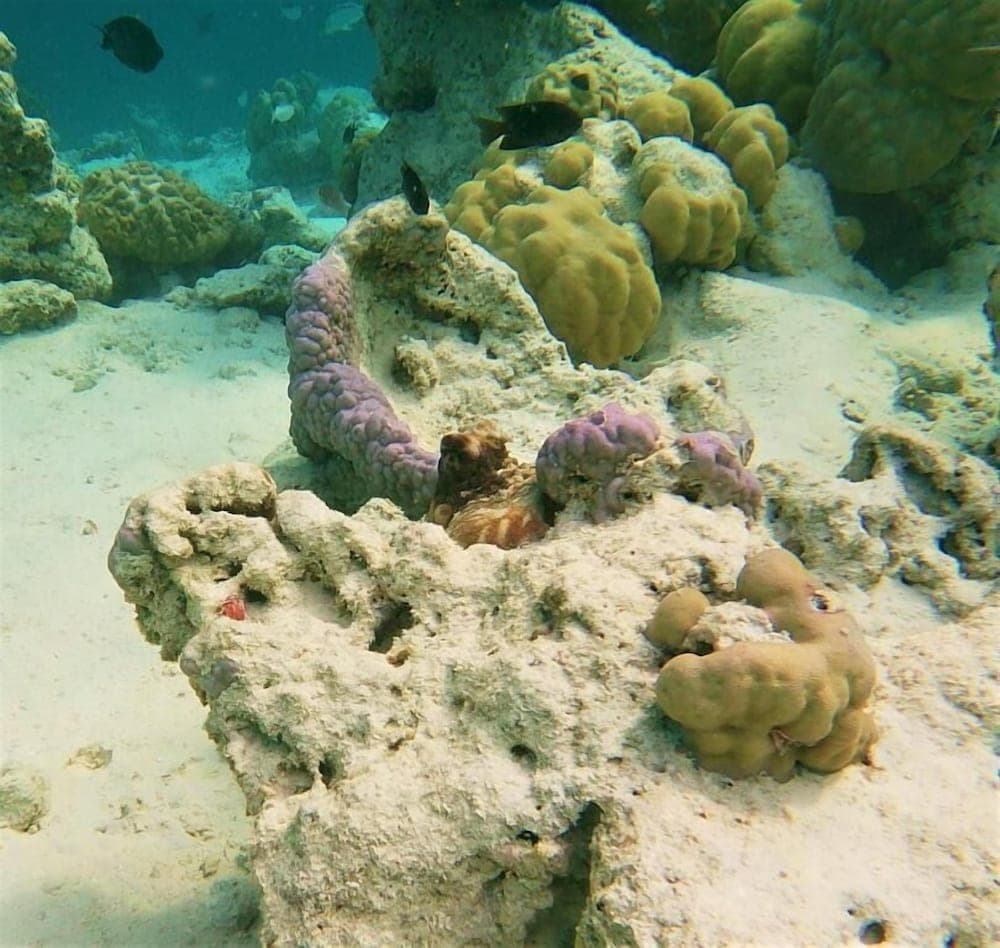 One The Island - View 20