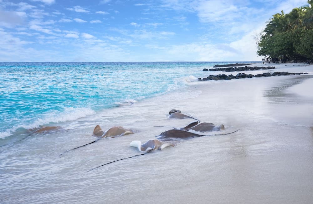 Taj Coral Reef Resort & Spa Maldives – A Premium All Inclusive Resort - View 179