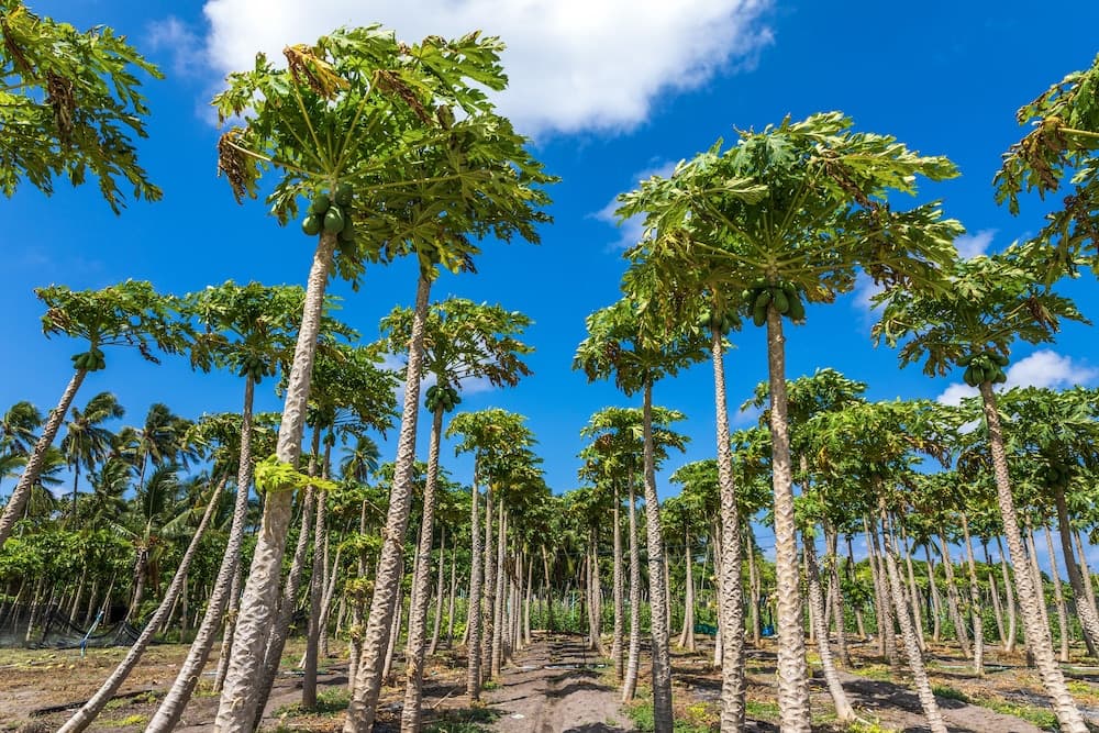 Relax Residence Thoddoo Maldives - View 13